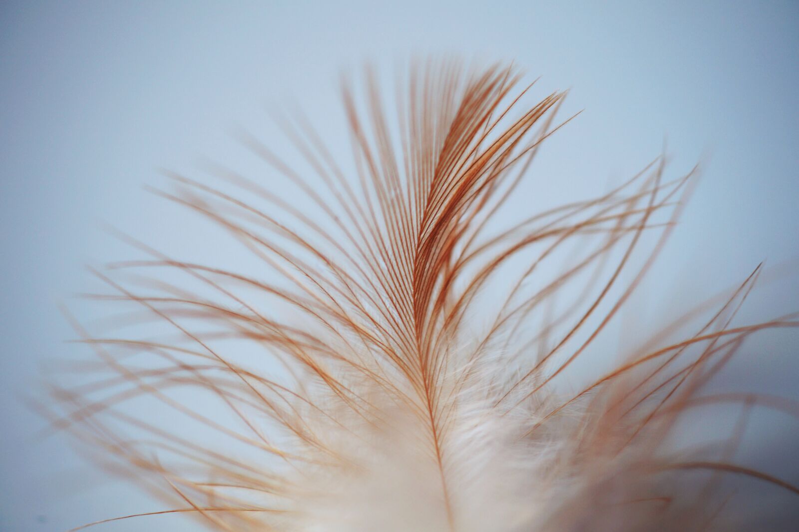 Sony SLT-A58 + Sony DT 30mm F2.8 Macro SAM sample photo. Feather, leaves, bird photography