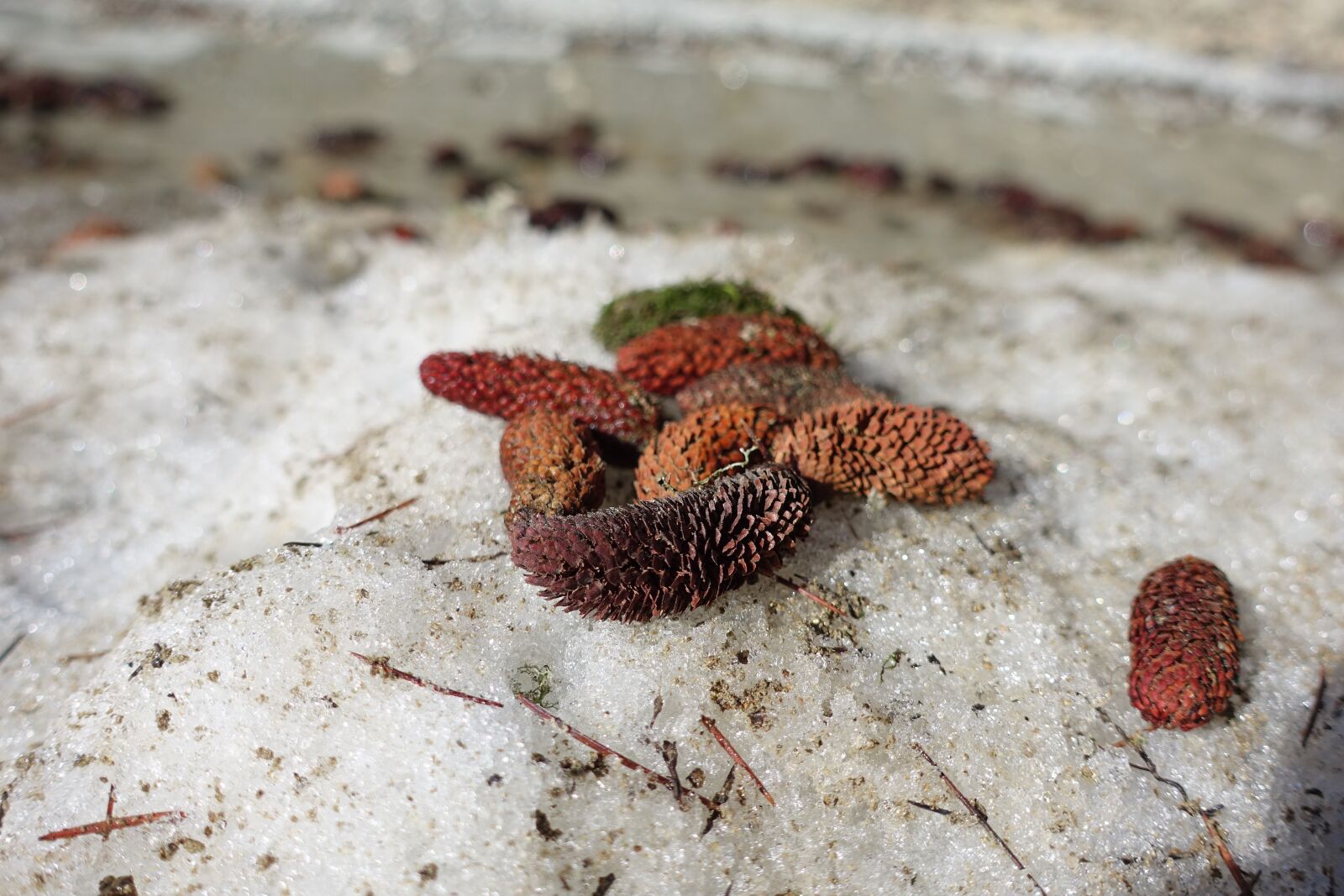 Sony Cyber-shot DSC-RX100 IV sample photo. Seed, snow, natural photography