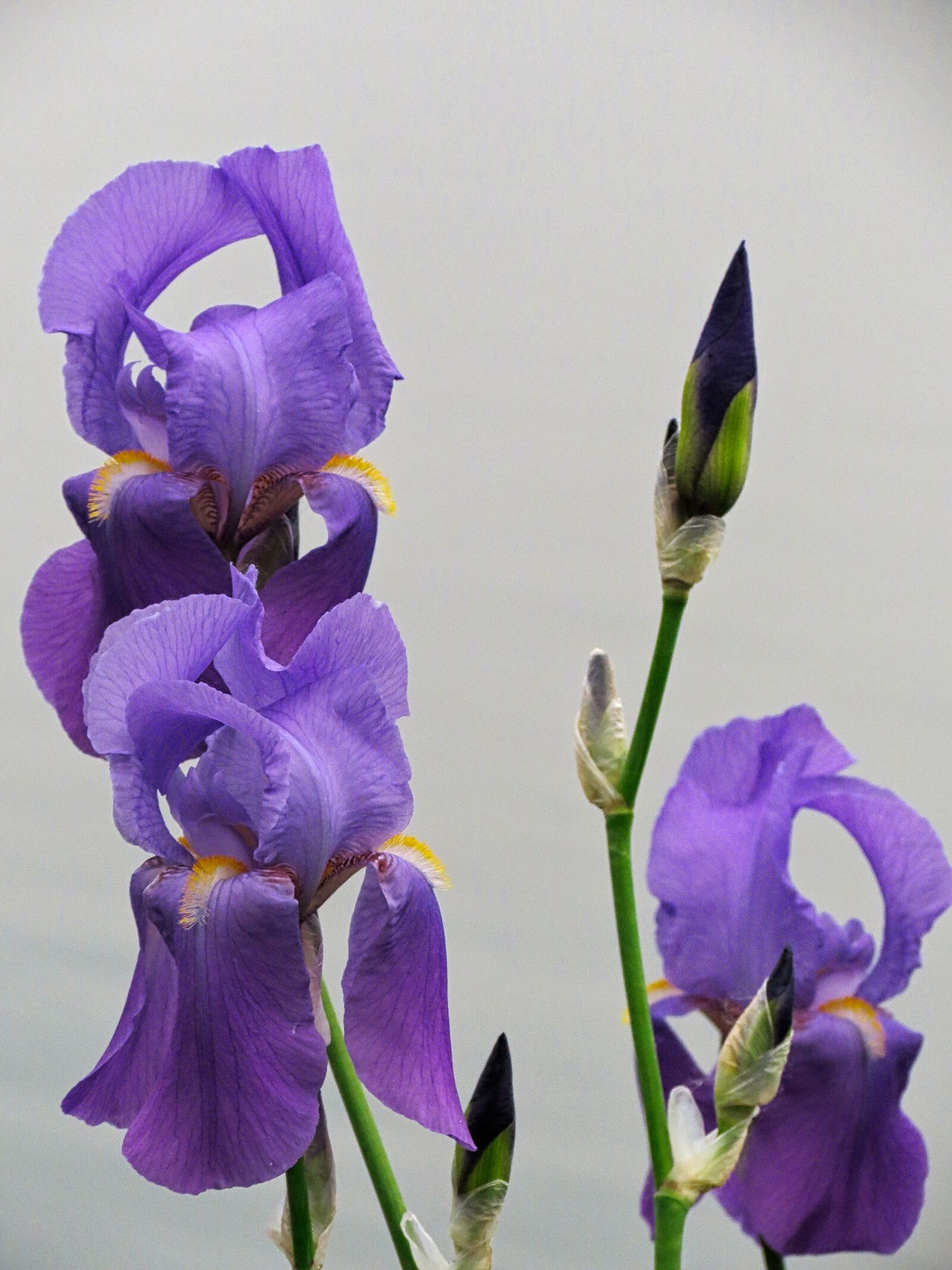 Canon PowerShot SX40 HS sample photo. Flower, iris, bloom photography
