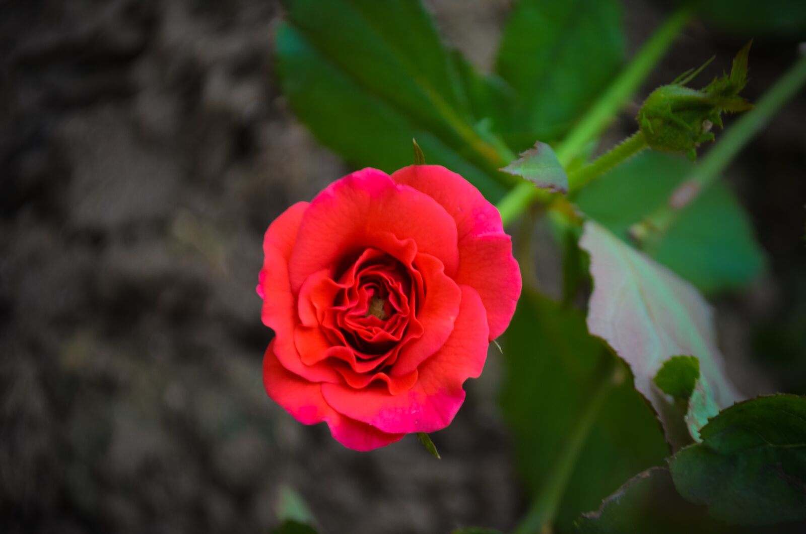 Nikon D5100 sample photo. Rose, red, flower photography