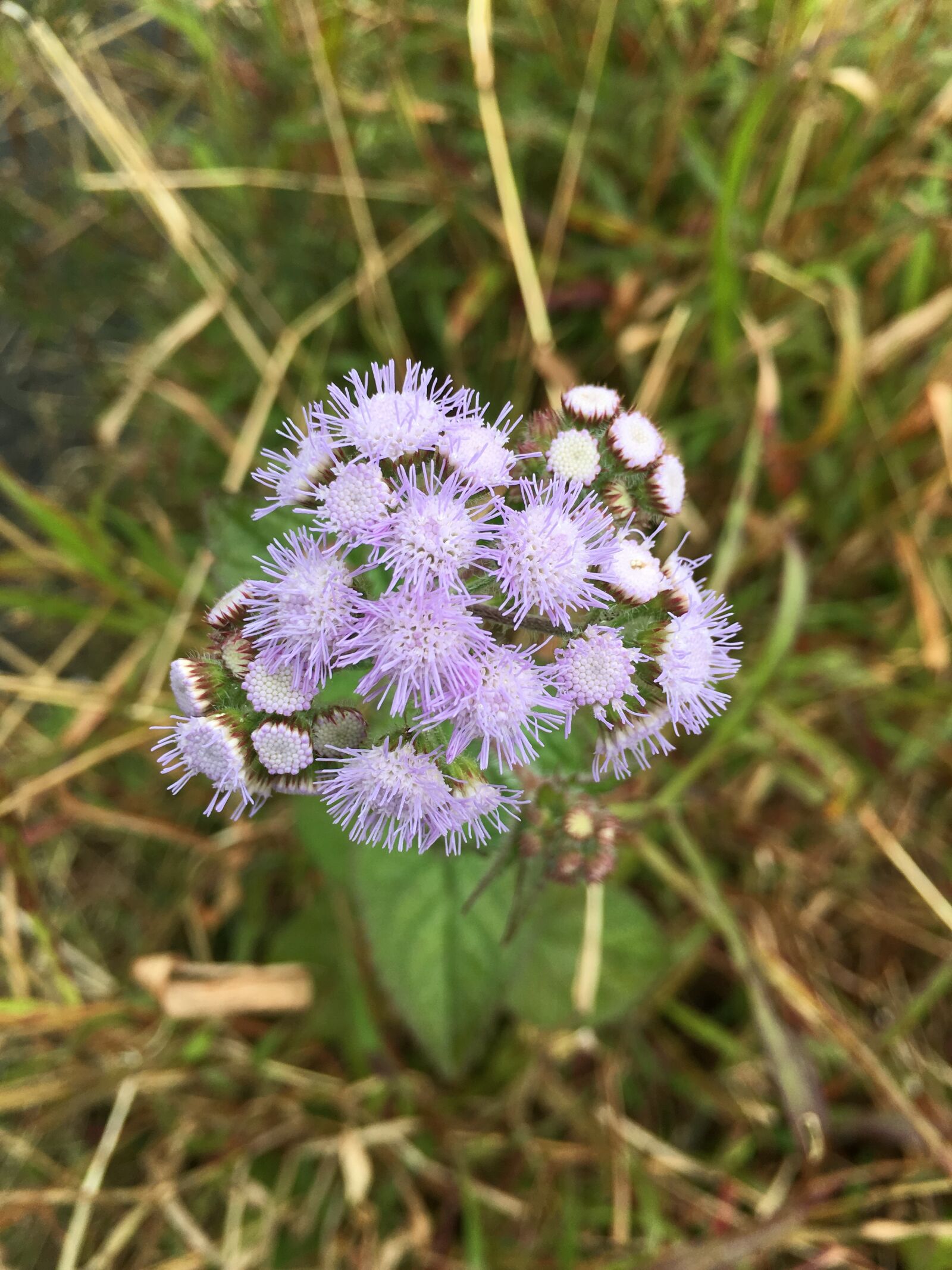 Apple iPhone 6s Plus sample photo. Flower, plant, nature photography