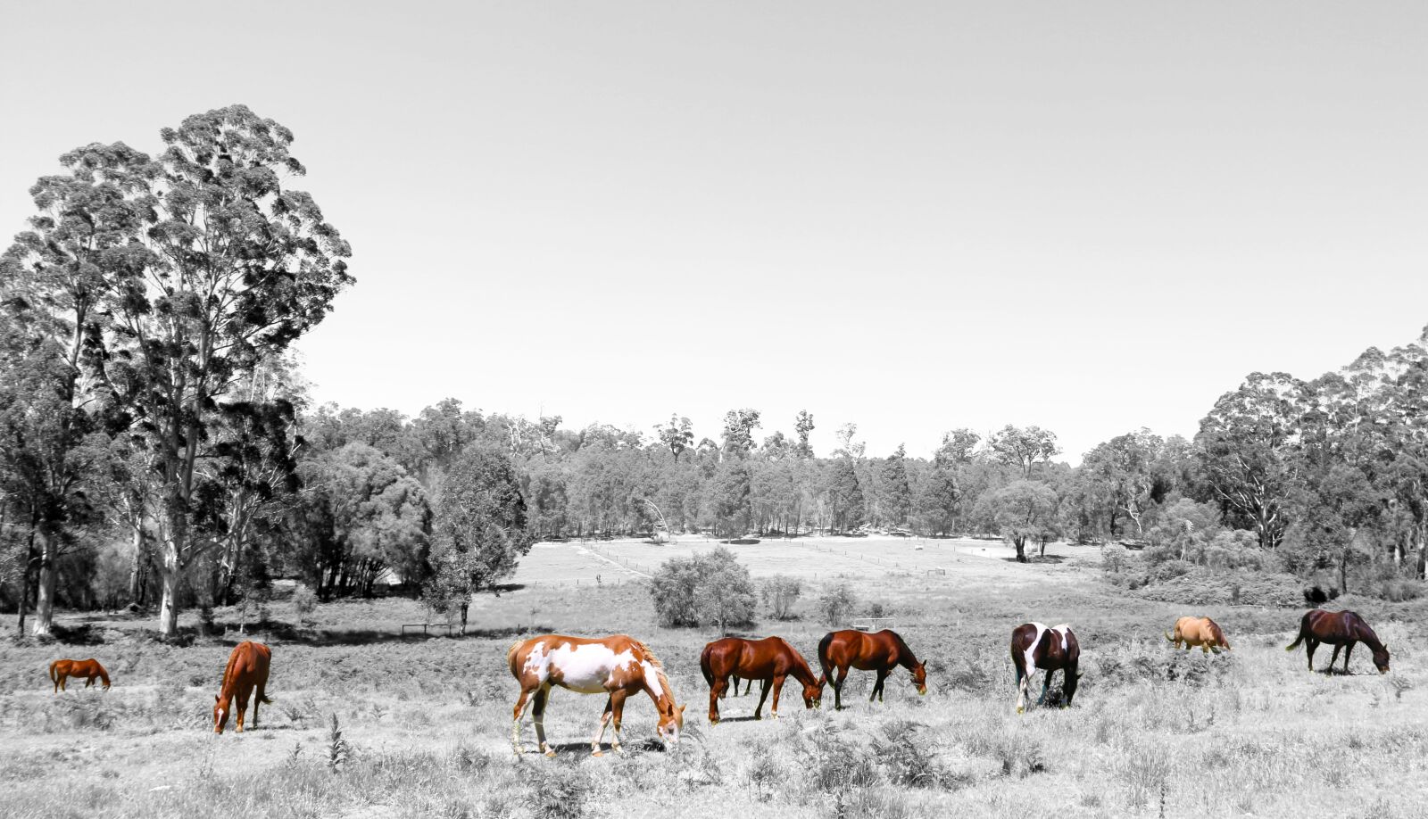 Canon EOS 70D sample photo. Horses, art, animals photography