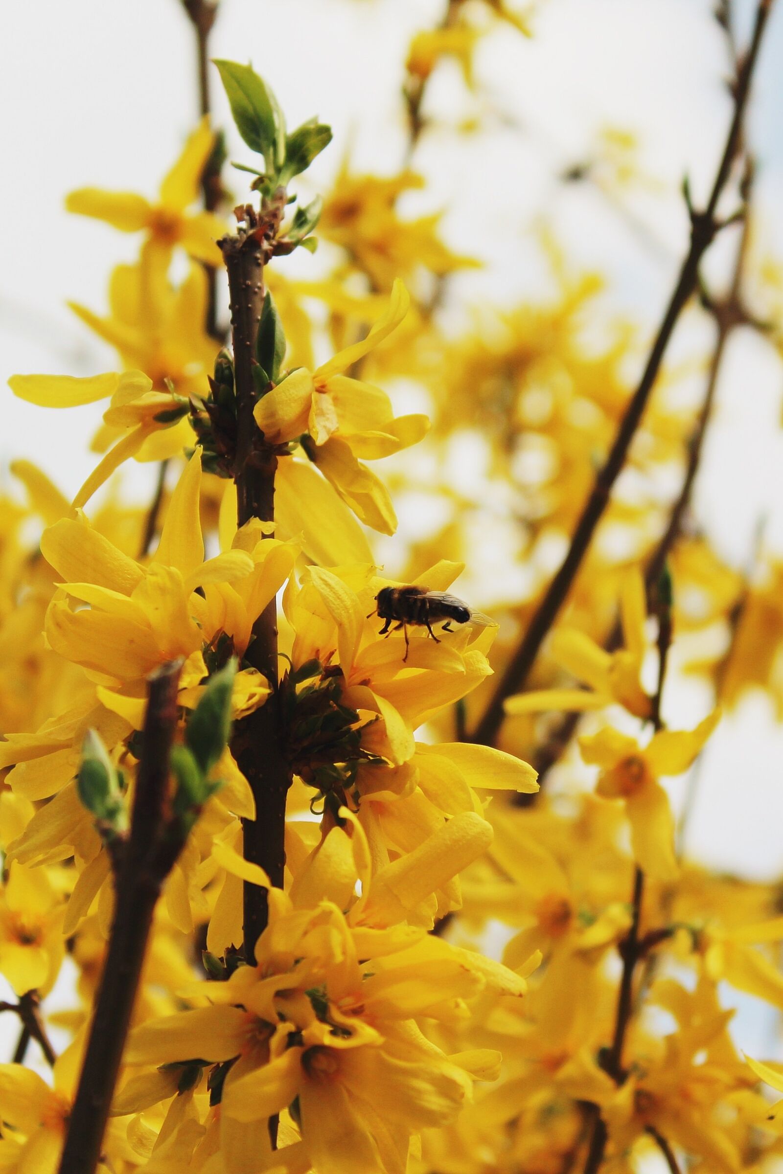 Canon EOS 1200D (EOS Rebel T5 / EOS Kiss X70 / EOS Hi) sample photo. Gold shrub, easter bush photography