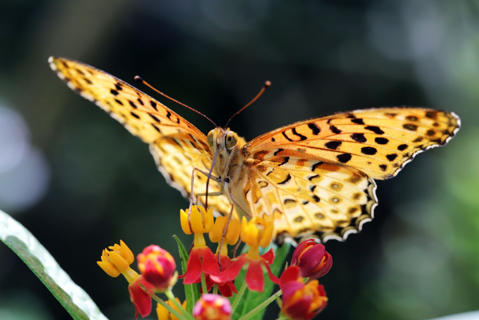 Canon EOS 6D Mark II sample photo. Butterfly, insects, nature photography