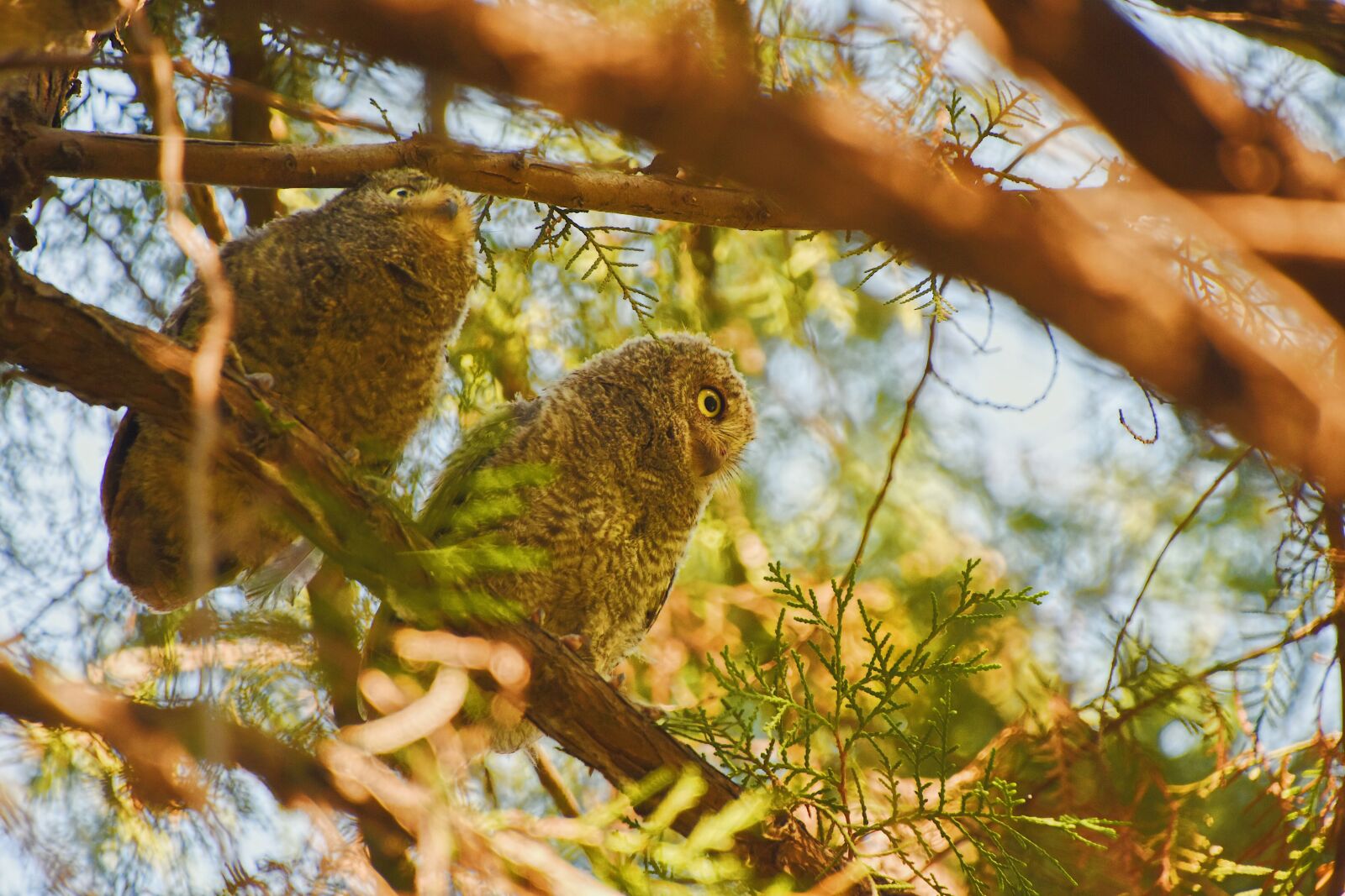 Nikon D7200 sample photo. Owl, oriental scops owl photography