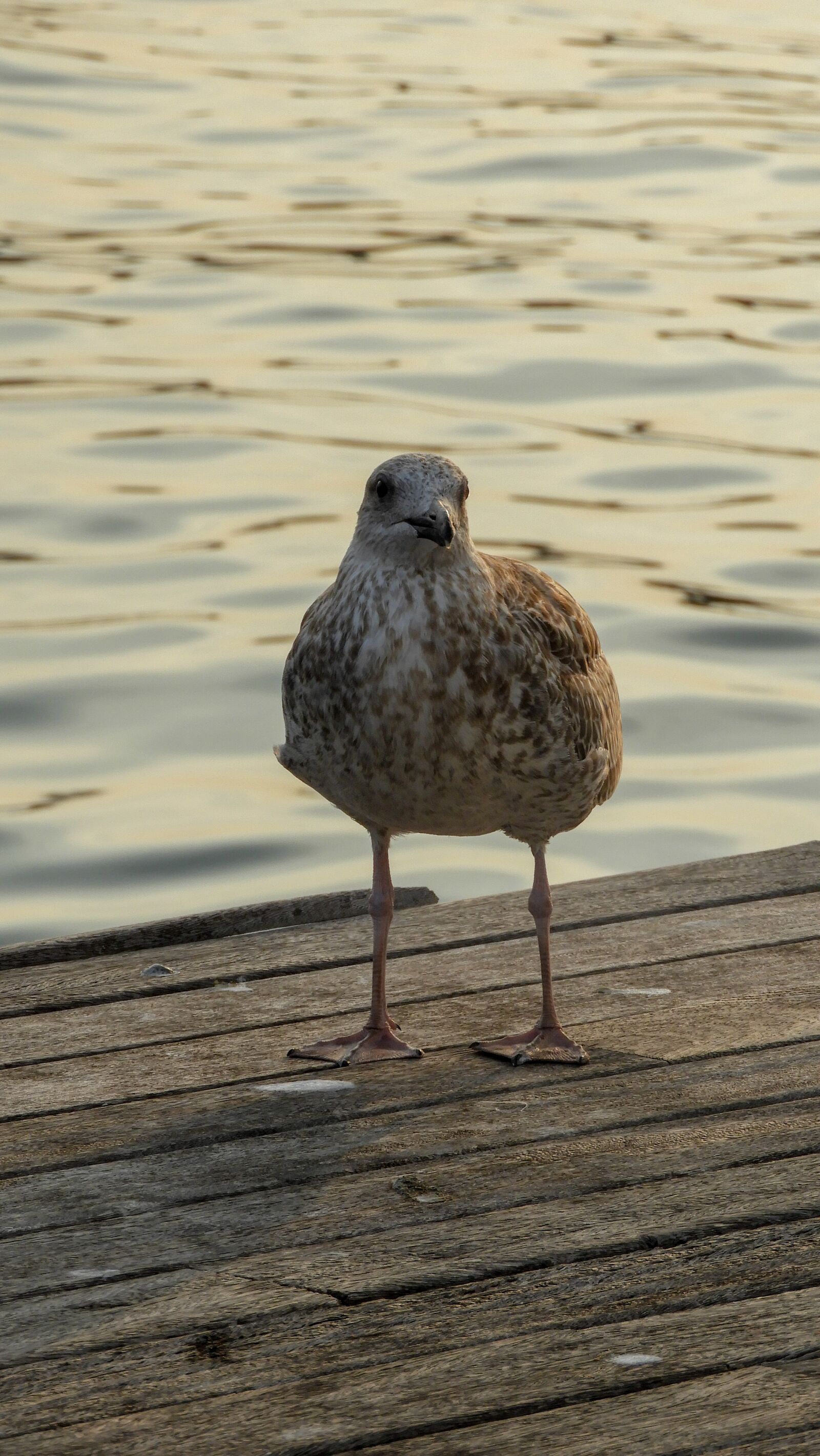 Nikon Coolpix B700 sample photo. Yellow, bird, white photography