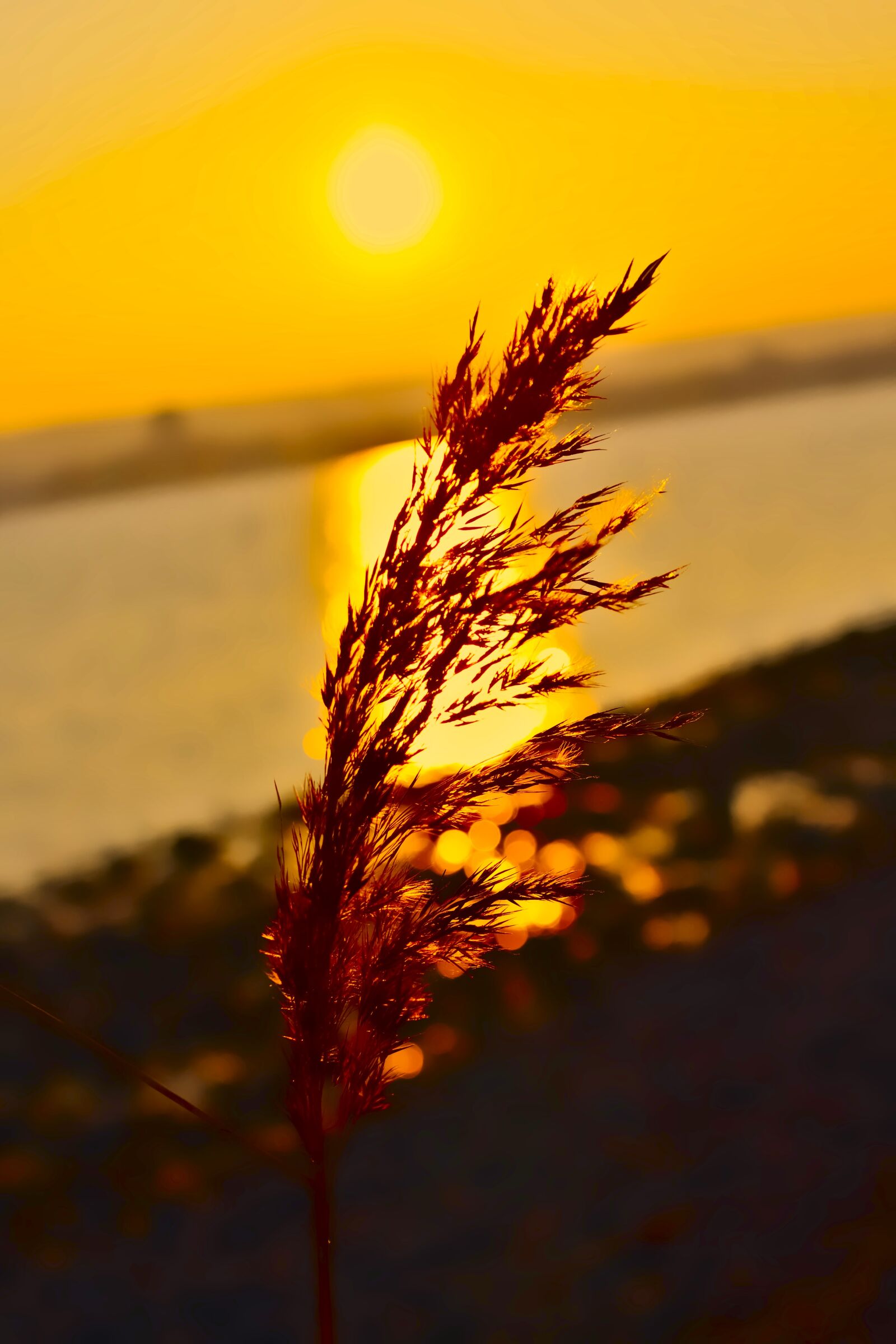 Canon EOS 600D (Rebel EOS T3i / EOS Kiss X5) sample photo. Sun, sunset, light photography
