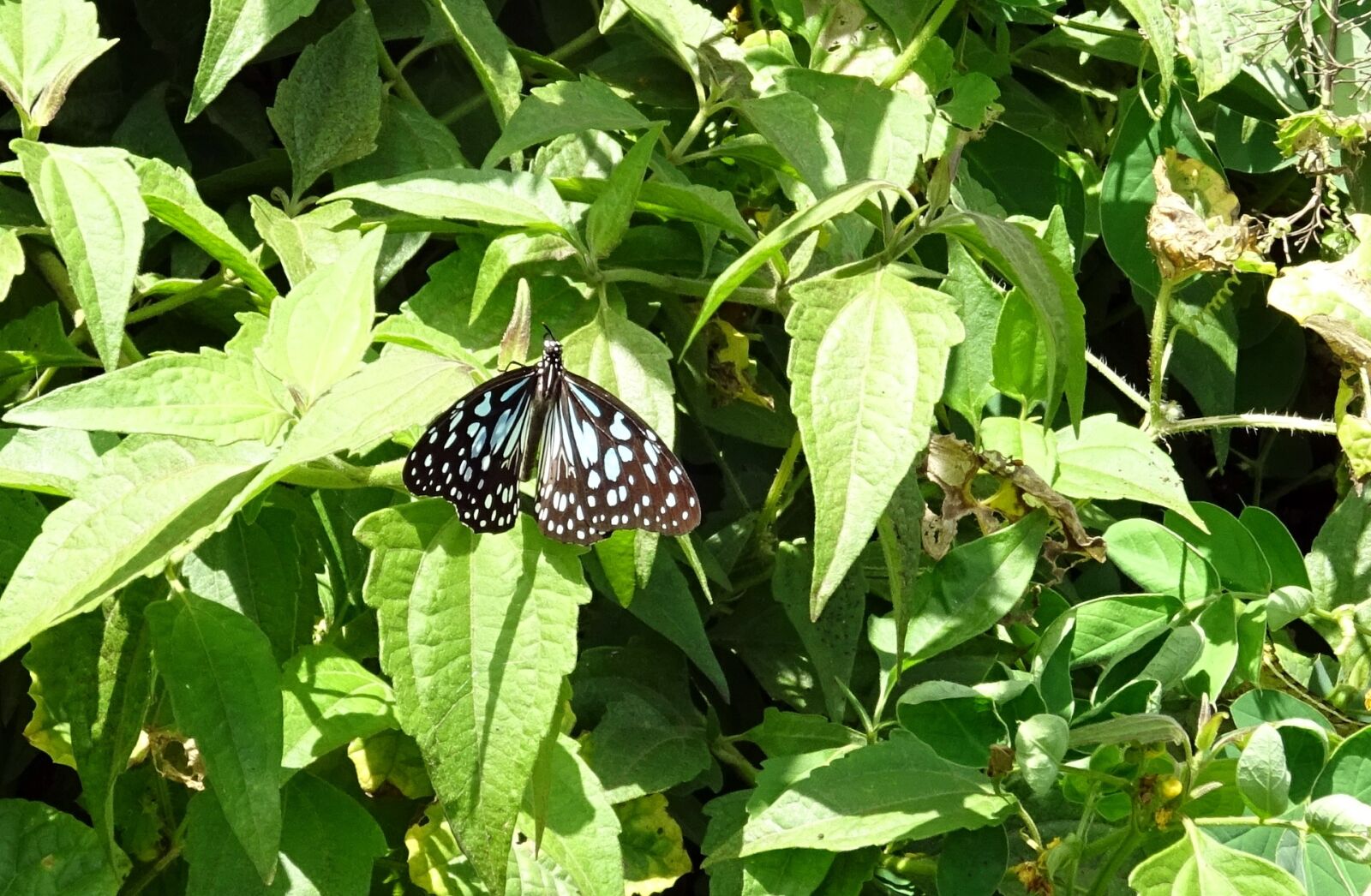 Sony DSC-HX60V sample photo. Butterfly, blue tiger, tirumala photography