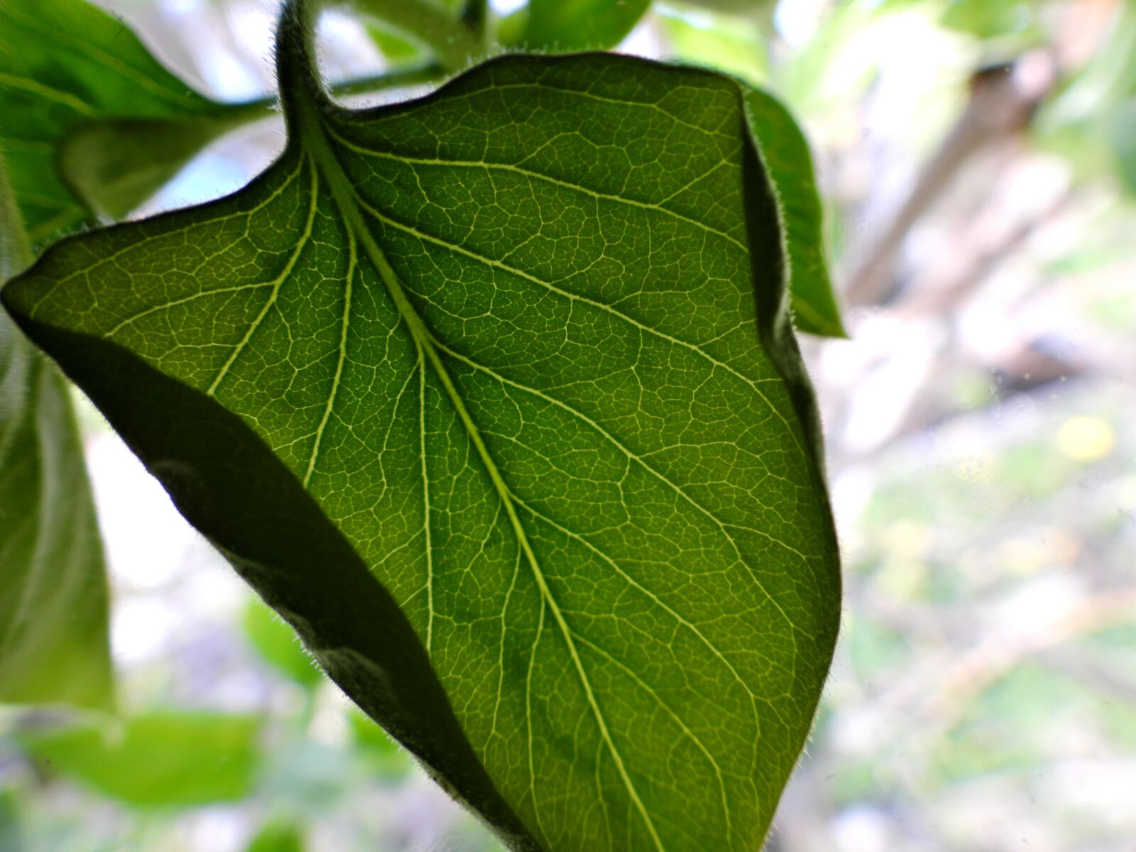 Nikon Coolpix P950 sample photo. Leaf, green, background photography