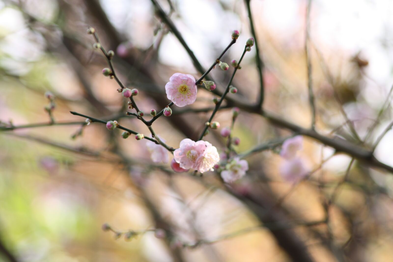 Canon EOS 1000D (EOS Digital Rebel XS / EOS Kiss F) sample photo. Cherry, blossom, spring photography