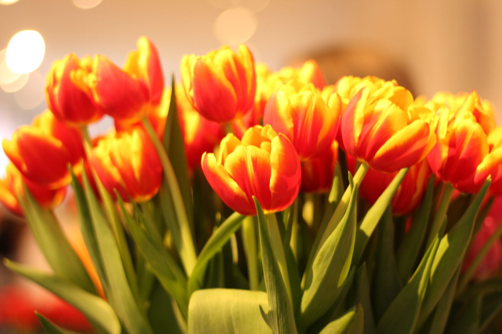 Canon EOS 1300D (EOS Rebel T6 / EOS Kiss X80) + Canon EF 50mm F1.8 STM sample photo. Tulips, flowers, spring photography