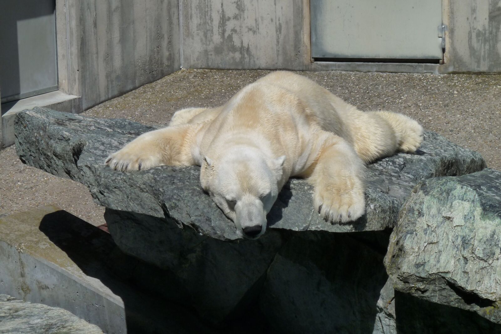 Panasonic Lumix DMC-FZ28 sample photo. Polar bear, sleep, coziness photography