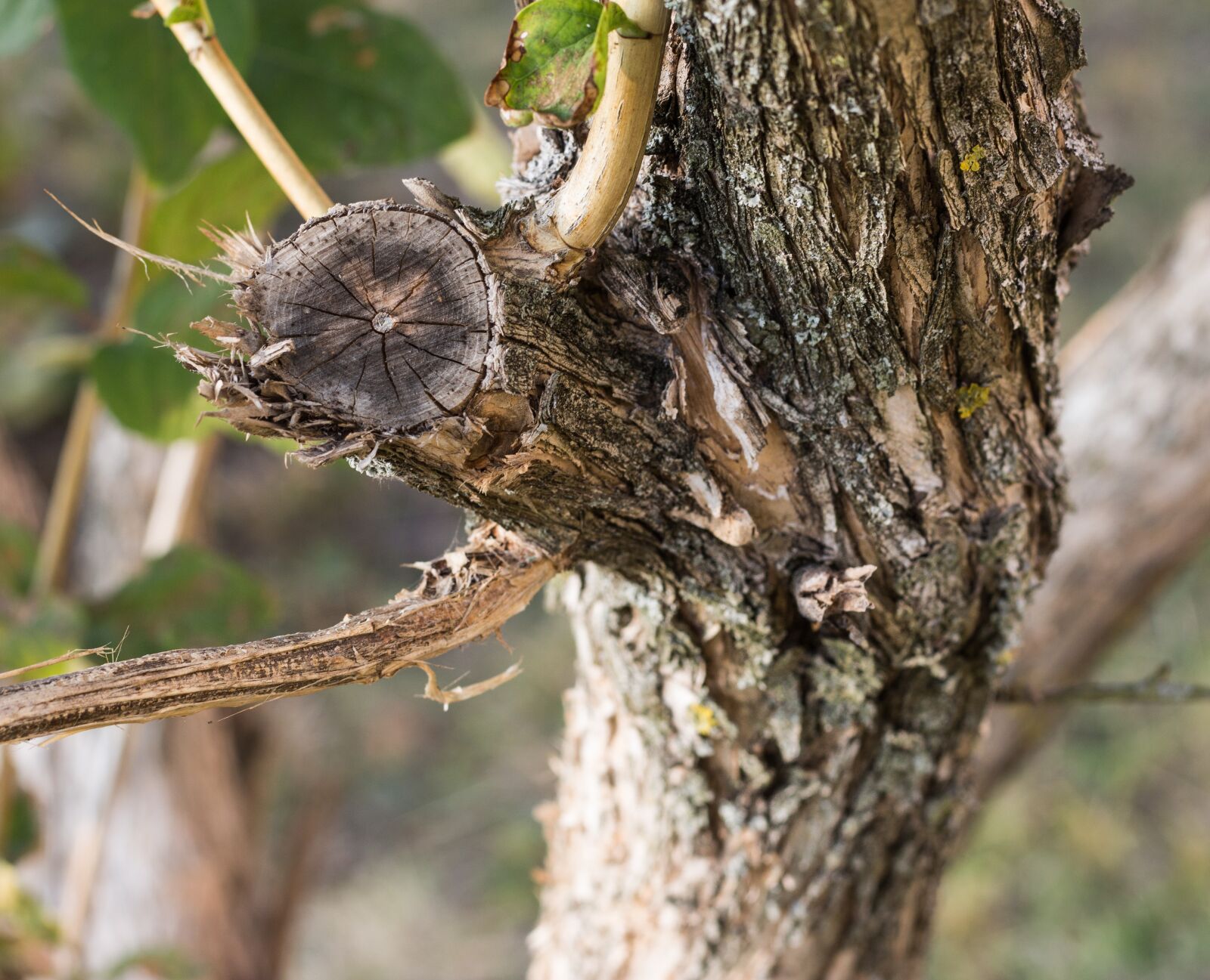 Canon EOS 700D (EOS Rebel T5i / EOS Kiss X7i) + Canon EF 50mm F1.8 STM sample photo. Tree, forest, bark photography