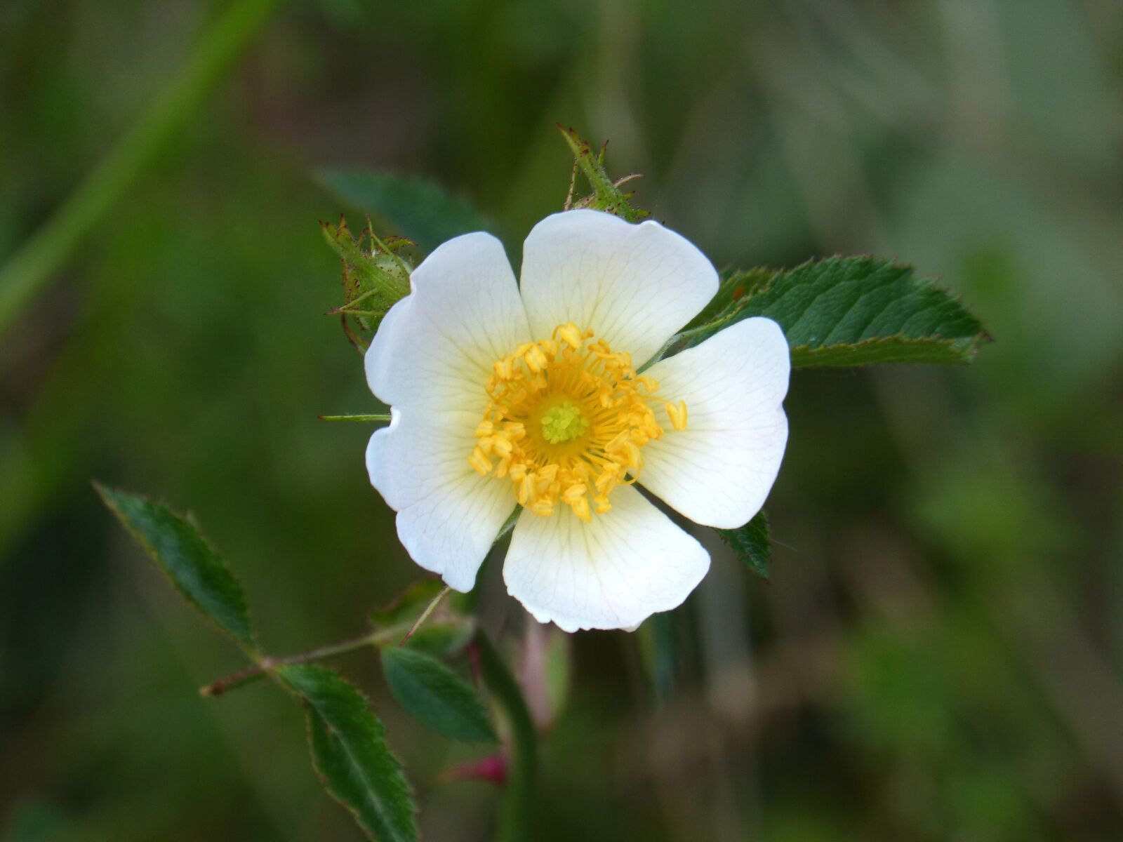 Panasonic DMC-FZ62 sample photo. Rosa canina, wild flower photography
