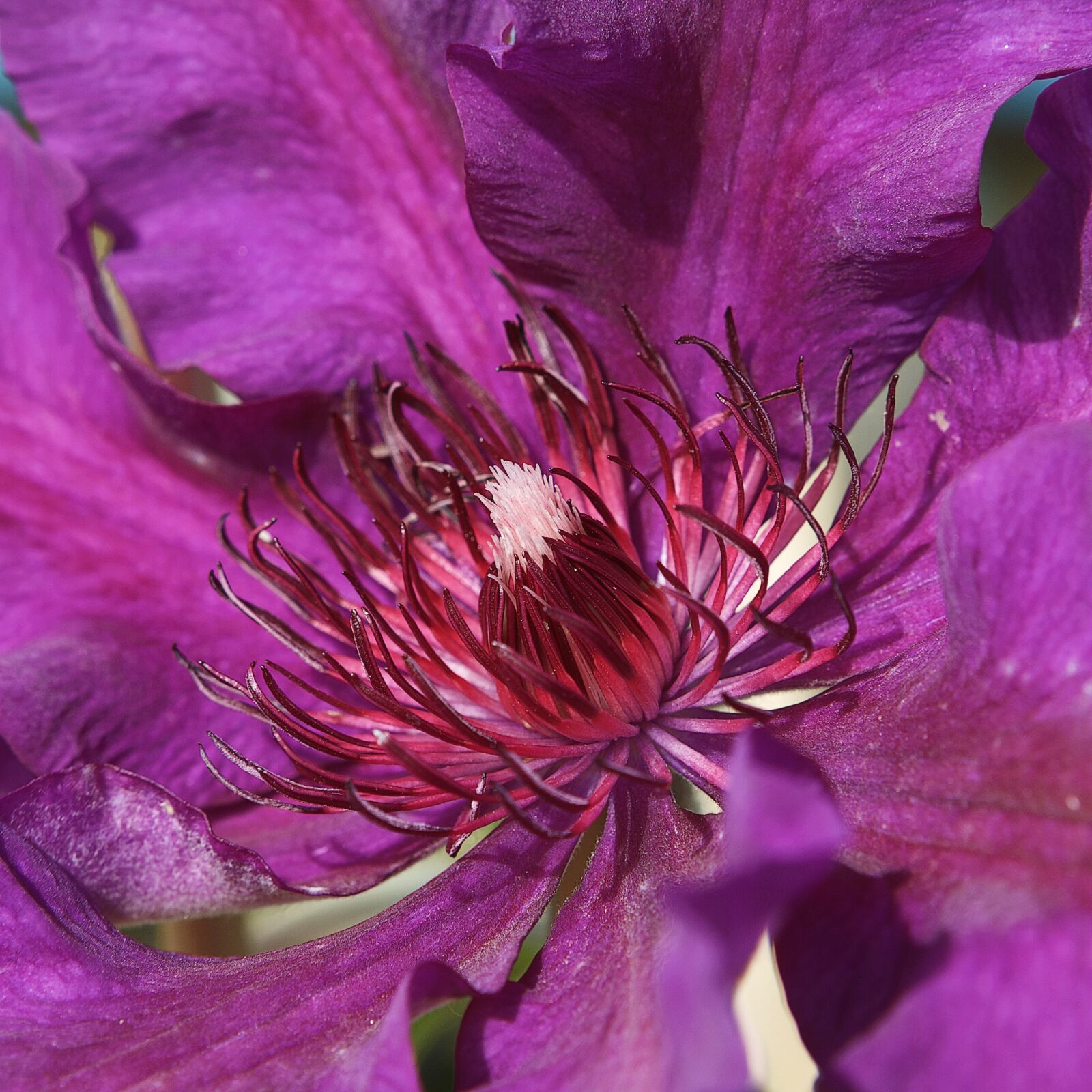 Canon EF 24-70mm F2.8L USM sample photo. Clematis, flower, plant photography