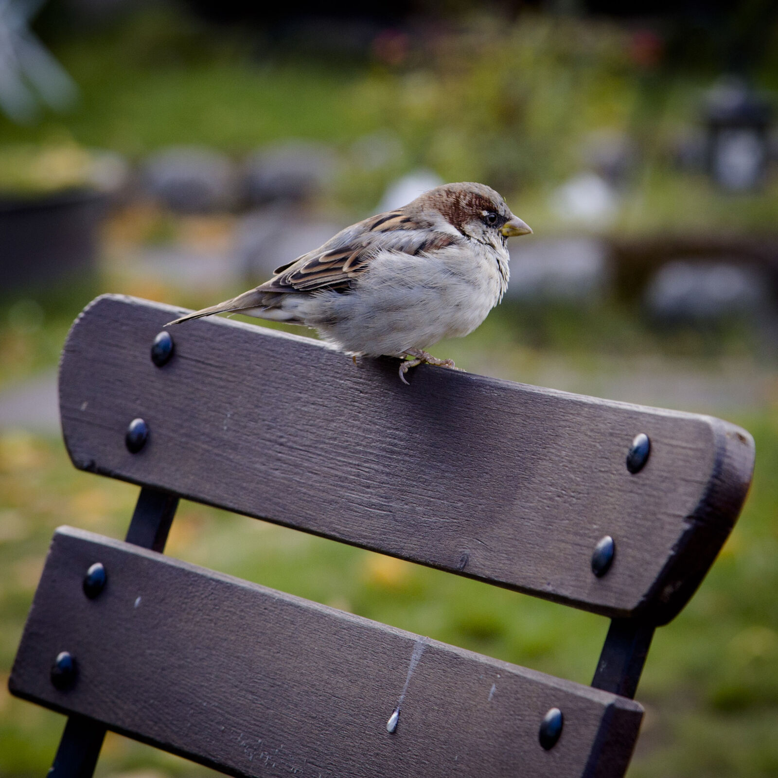 Canon EF 24-105mm F4L IS USM sample photo. Bird, animal photography