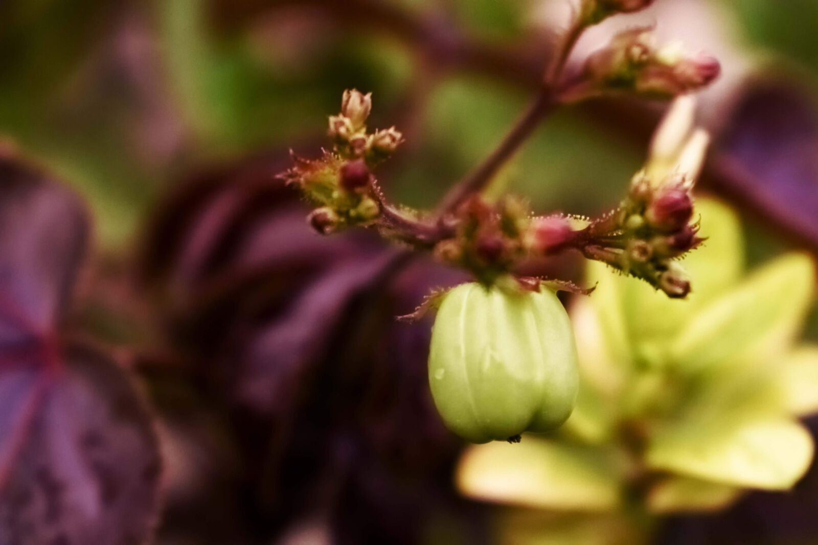 Nikon D3400 sample photo. Flower, background, blur photography