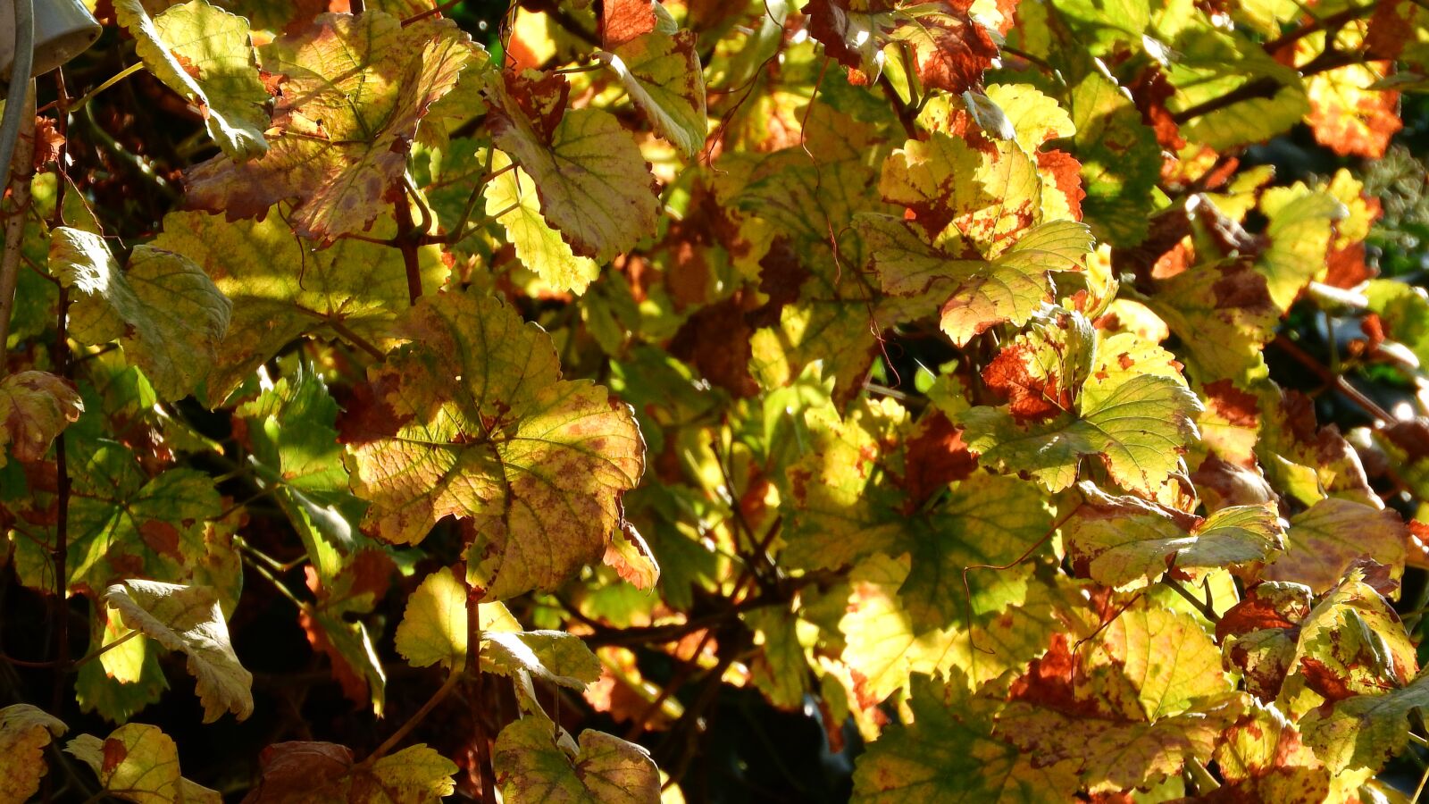 Nikon Coolpix P610 sample photo. Hops rotary, hops, leaf photography