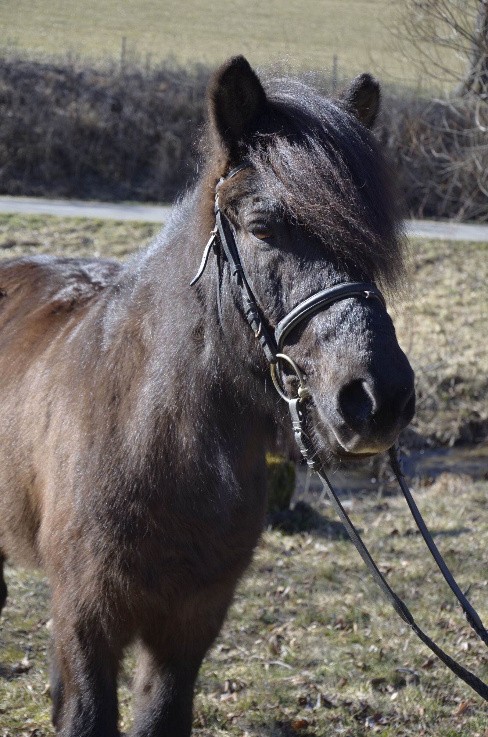 Nikon D5100 sample photo. Pony icelanders, mane, animal photography