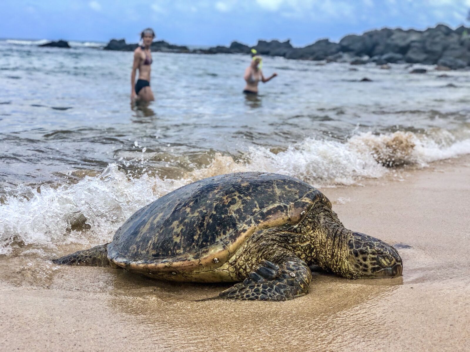 iPhone X back dual camera 6mm f/2.4 sample photo. Turtle, mexico, marine photography