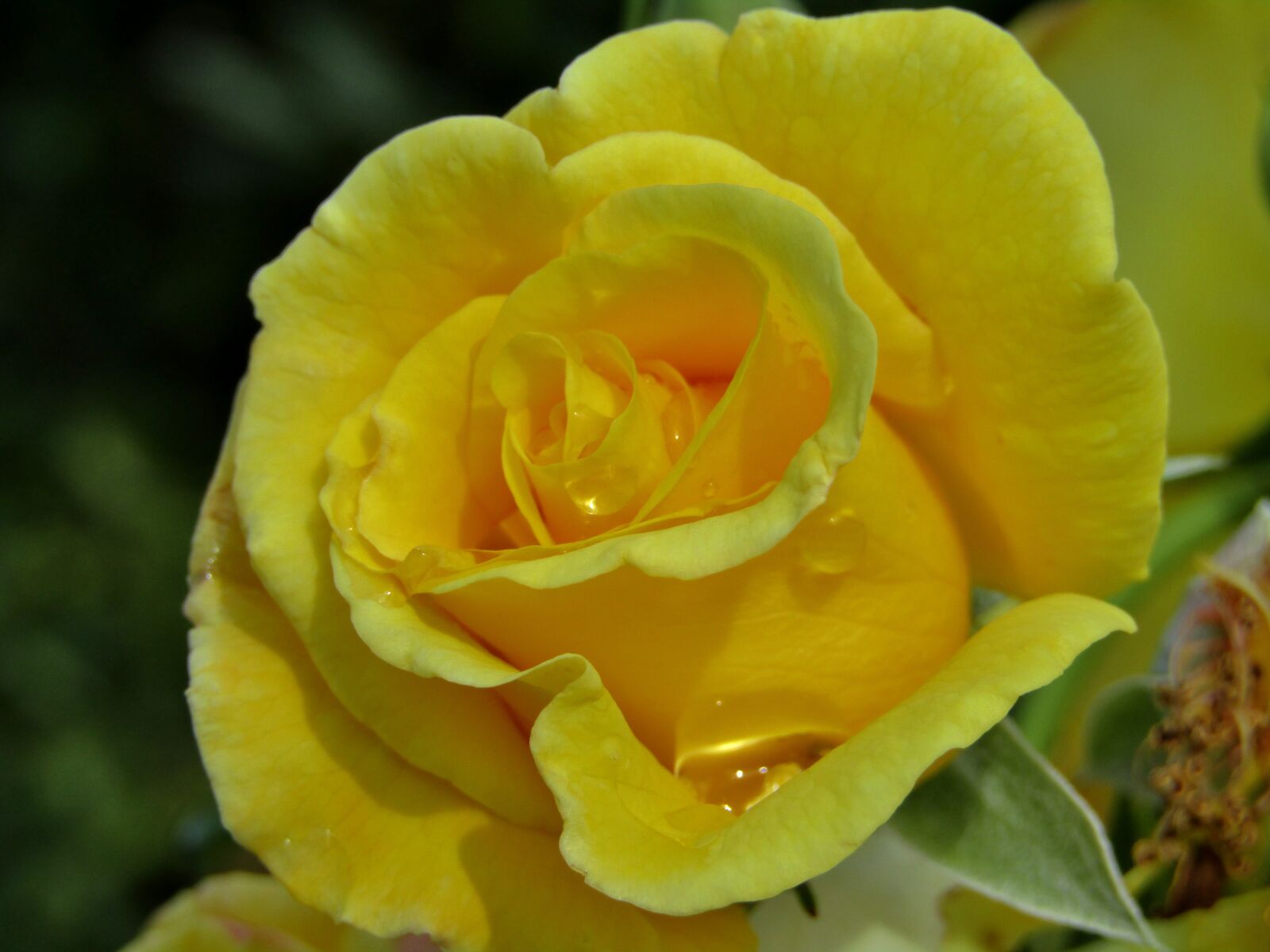 Canon POWERSHOT SX432 IS sample photo. Rose, yellow, changes photography