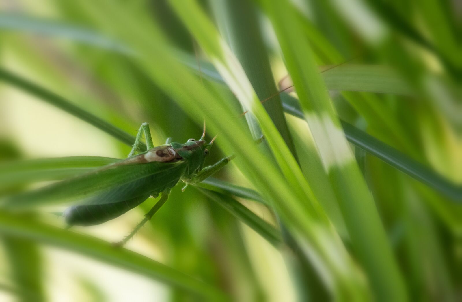 Canon EF 70-300mm F4-5.6 IS USM sample photo. Grasshopper, insect, animal photography