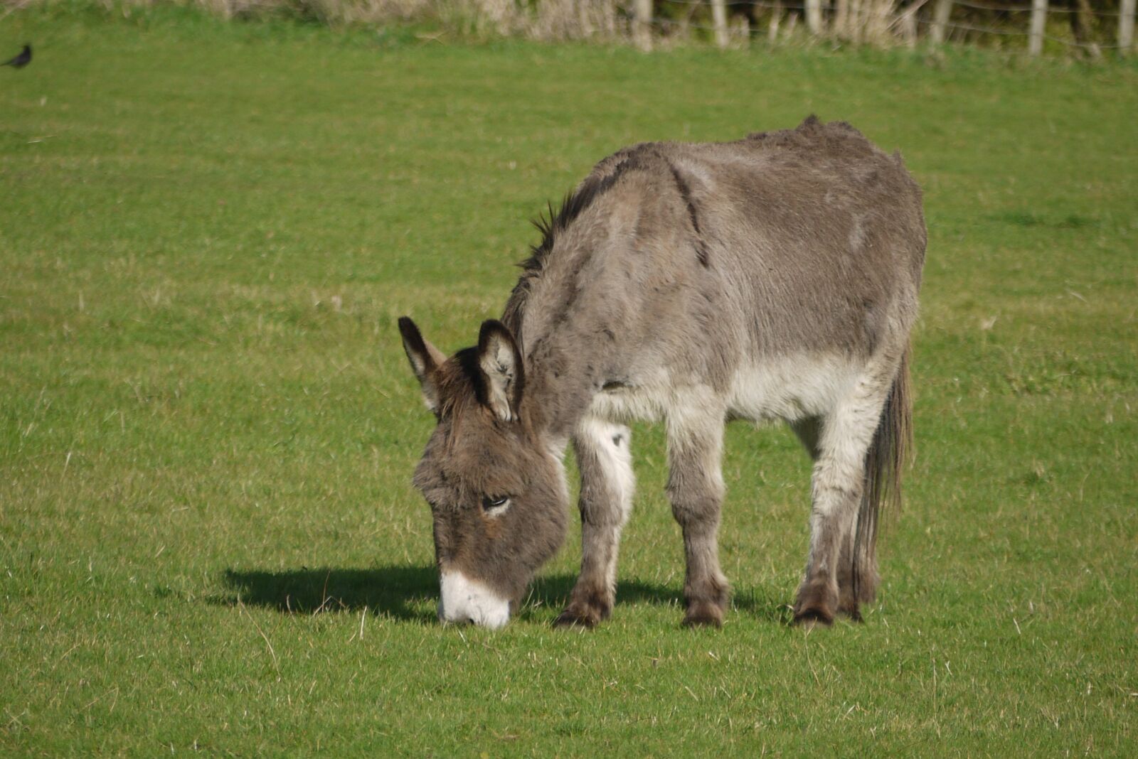 Panasonic Lumix DMC-G10 sample photo. Donkey, animal, grazing photography
