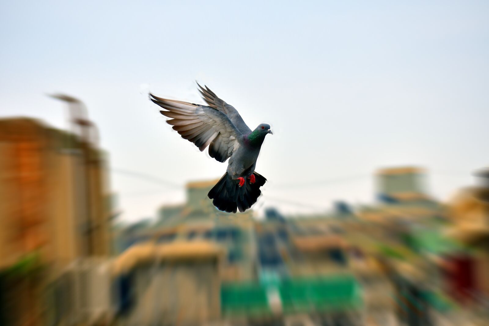 Nikon D5600 sample photo. Pigeon, flight, flying photography