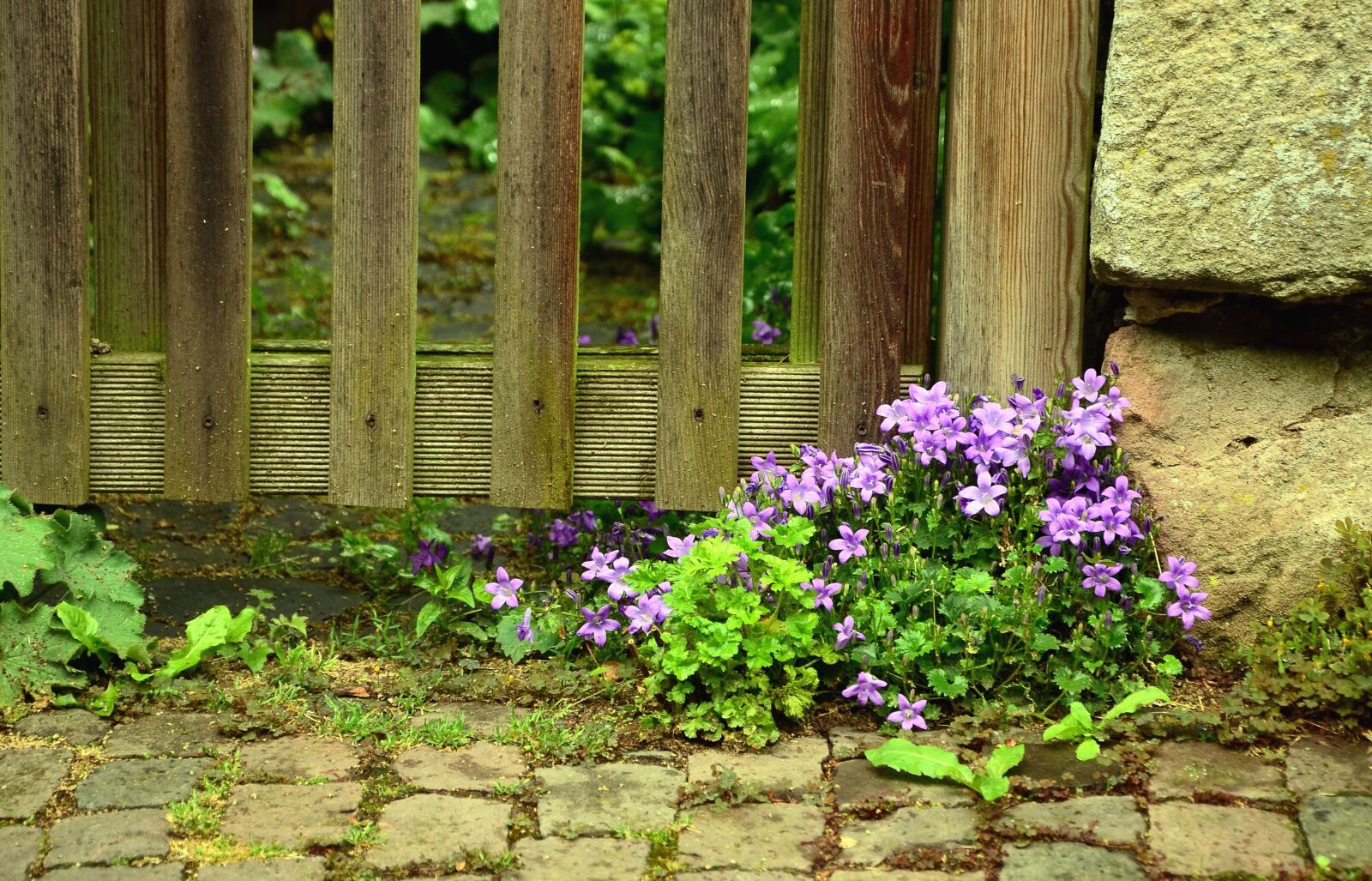 Nikon D5100 sample photo. Flower, flowering, leaf, fence photography