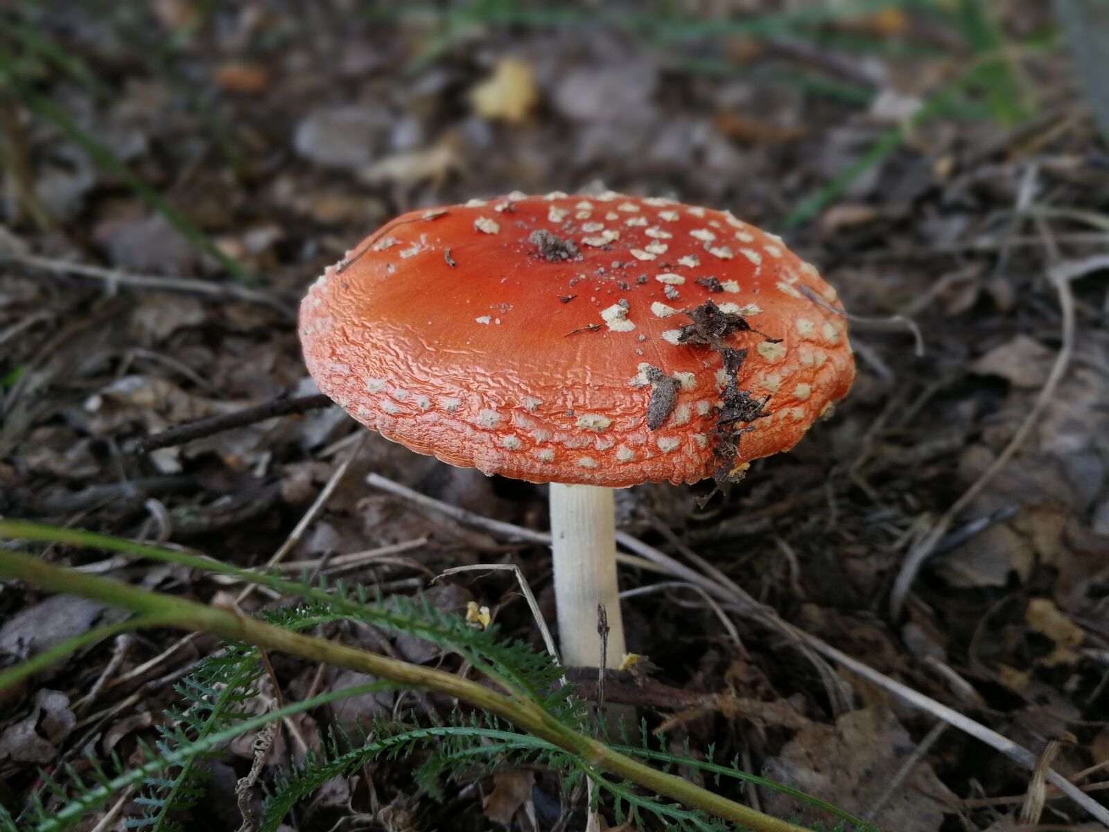 HUAWEI P10 sample photo. Mushroom, autumn, toadstool photography