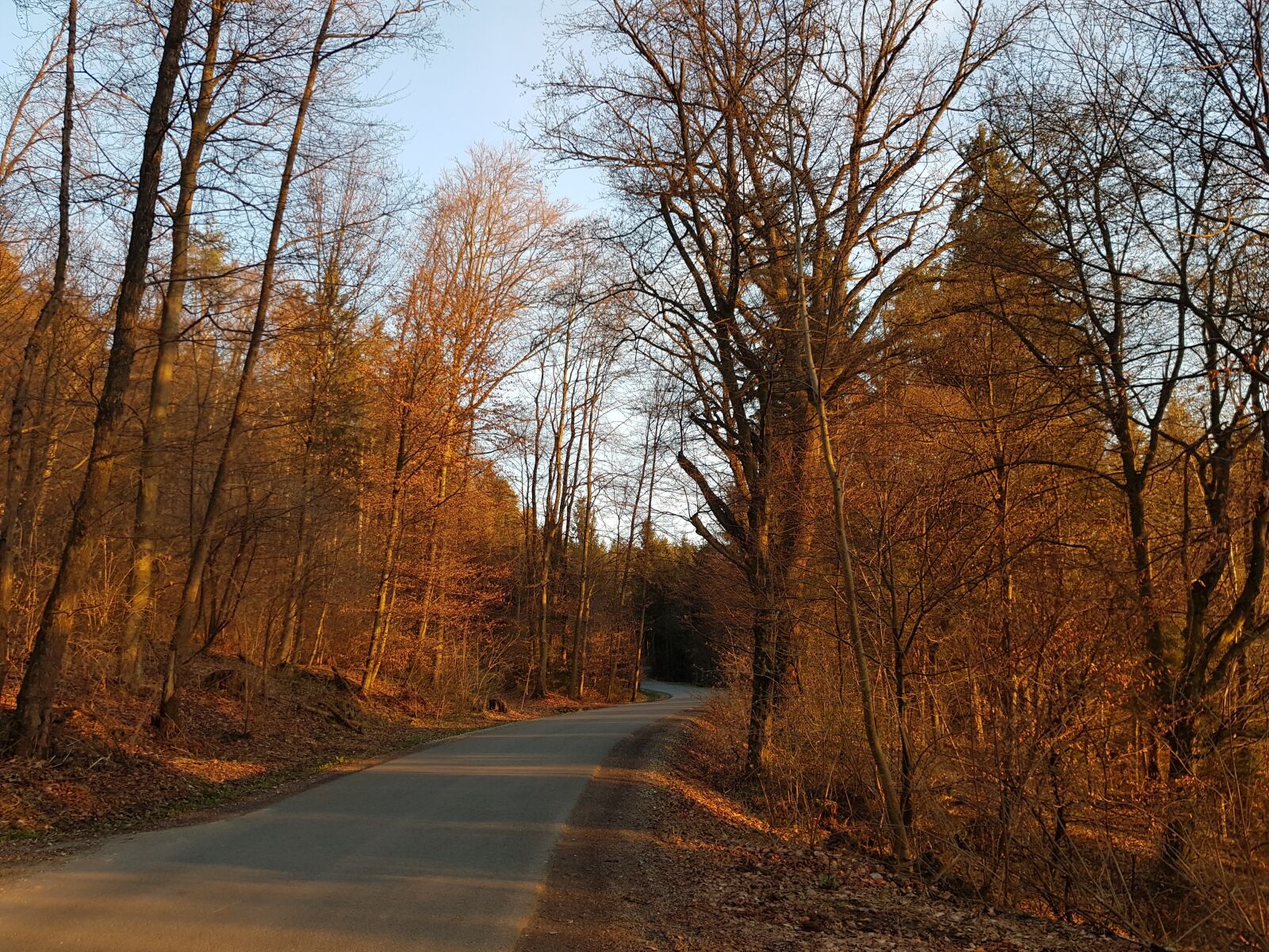 Samsung Galaxy S8 sample photo. Tree, autumn, nature photography