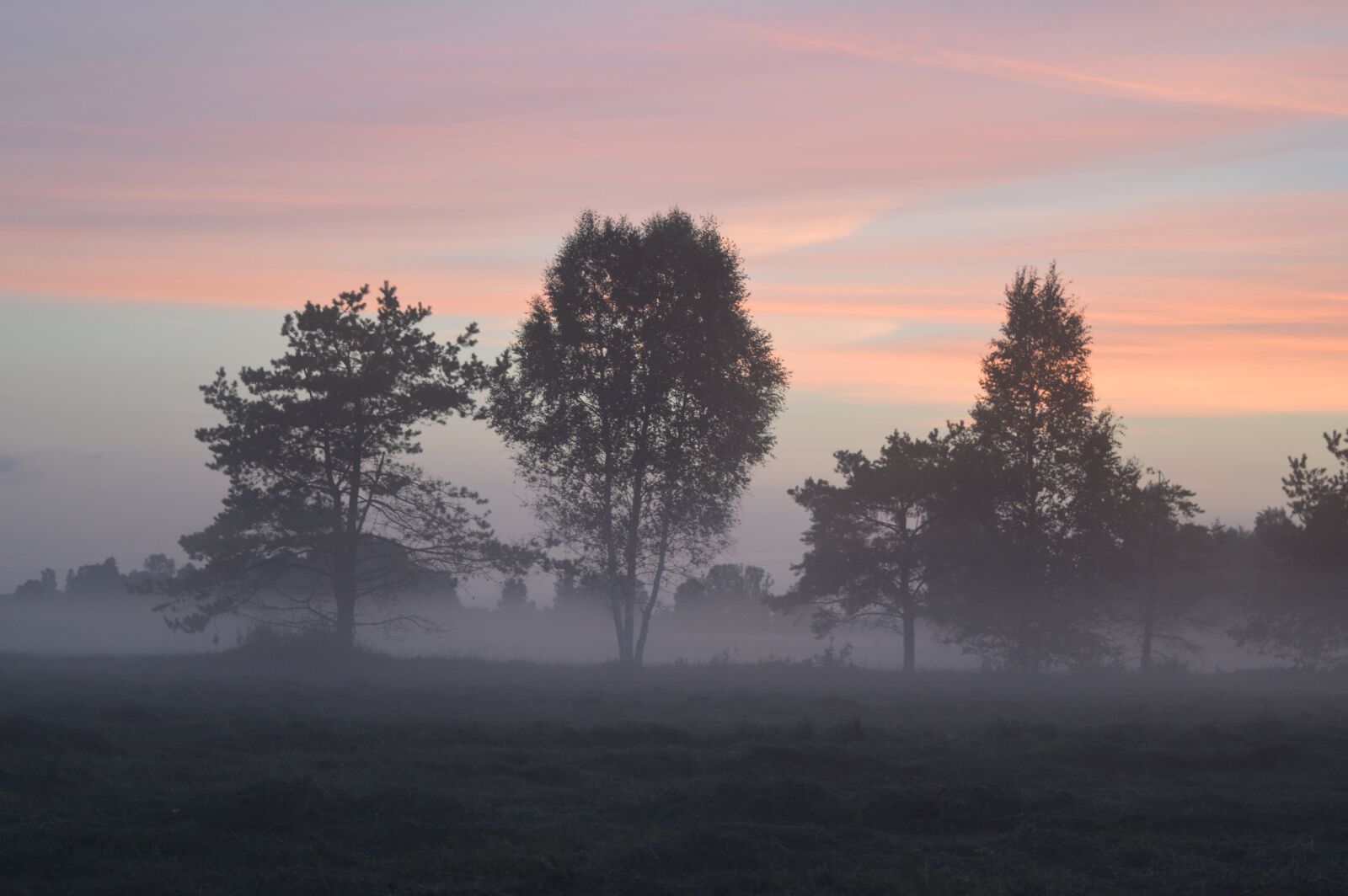 Nikon D3200 sample photo. Fog, tree, forest photography