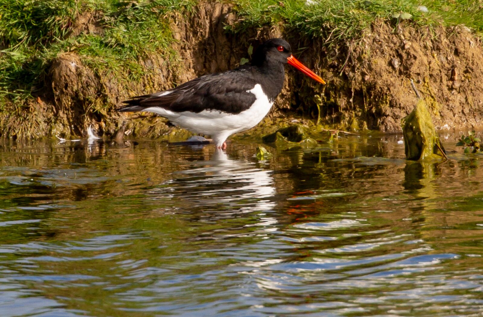 Canon EOS 5D Mark III sample photo. Oyster catcher, water bird photography