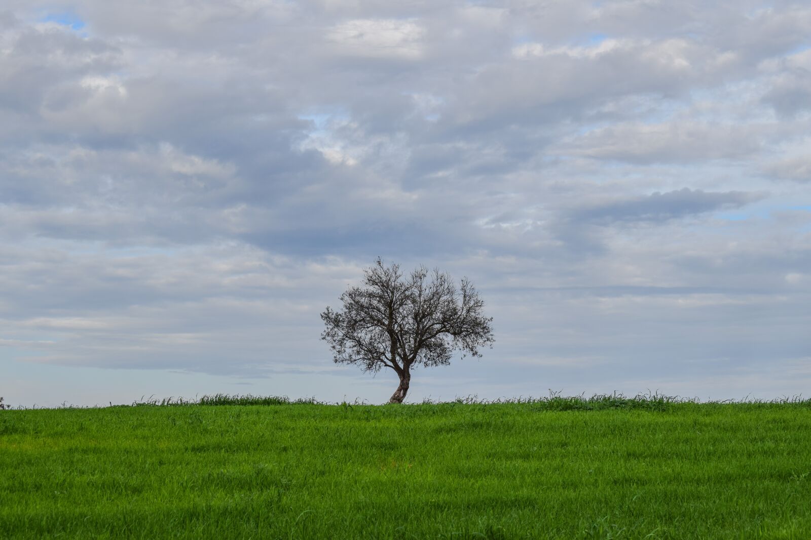 Nikon D3300 sample photo. Tree, alone, loneliness photography