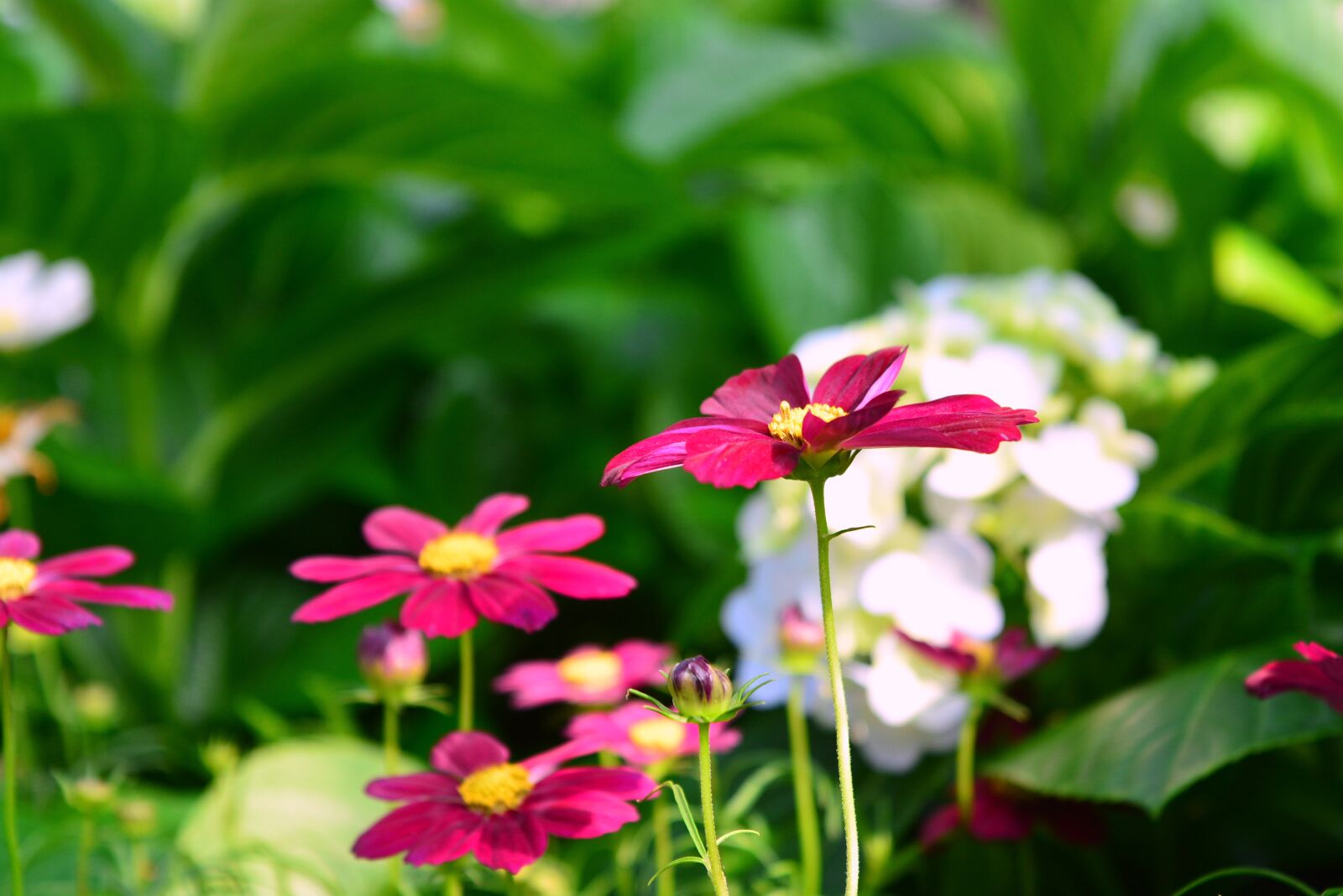 Nikon D5200 sample photo. Flowers, pink flowers, pink photography