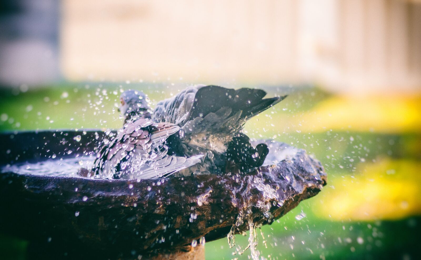 Nikon D7000 sample photo. Pigeon, bath, bird photography