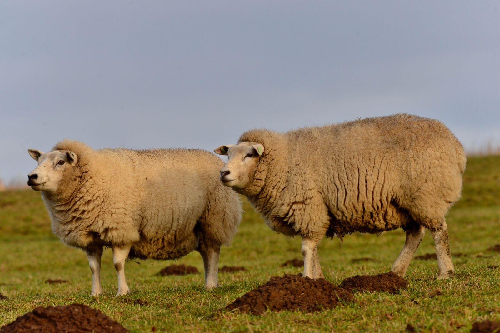 Nikon D600 sample photo. Sheep, wool, cattle photography