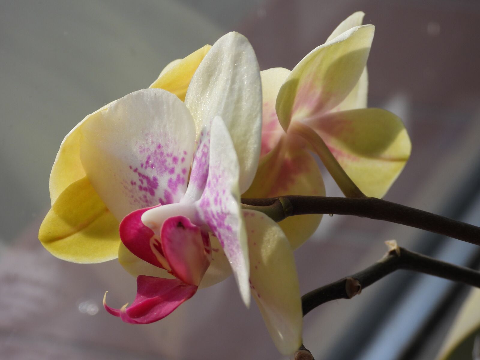 Nikon Coolpix P1000 sample photo. Flower, orchis, orchid photography