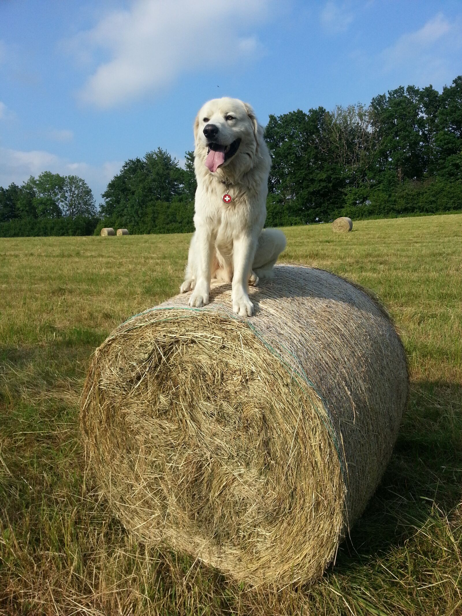 Samsung Galaxy S3 sample photo. Dog, white dog, white photography