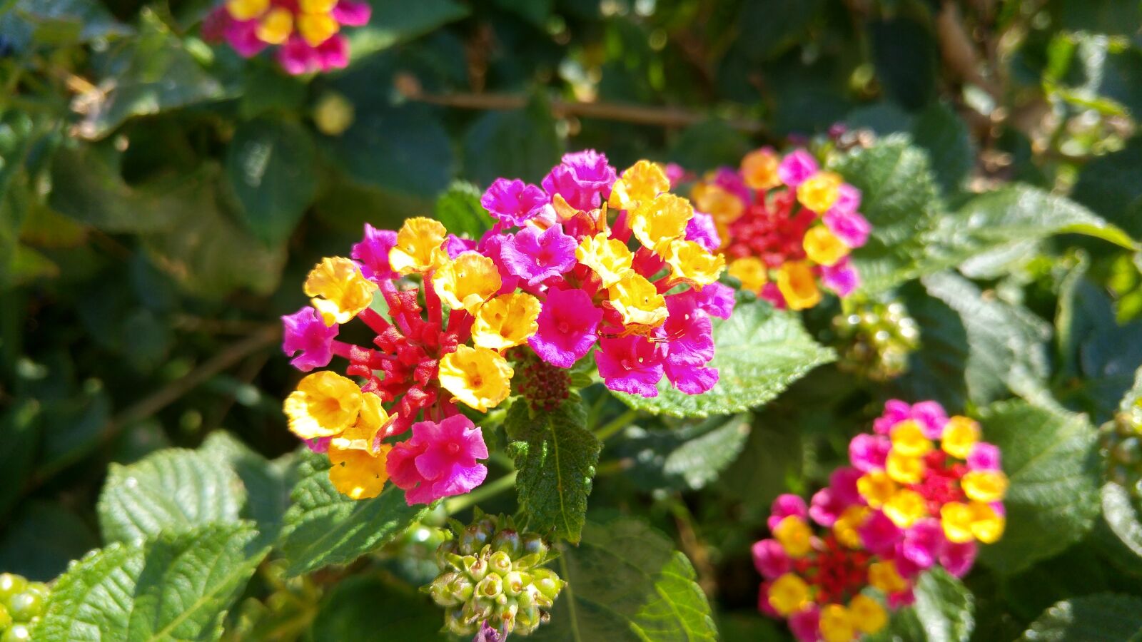 LG G4 sample photo. Lantana, flowers, garden photography
