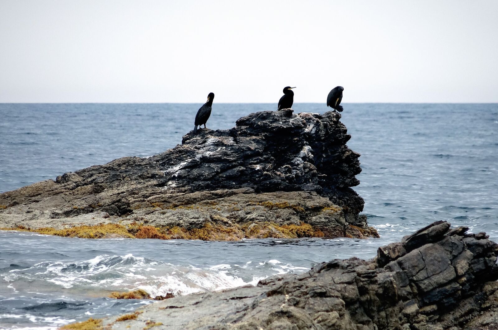 Sony DSC-HX200V sample photo. Sea, birds, large stones photography