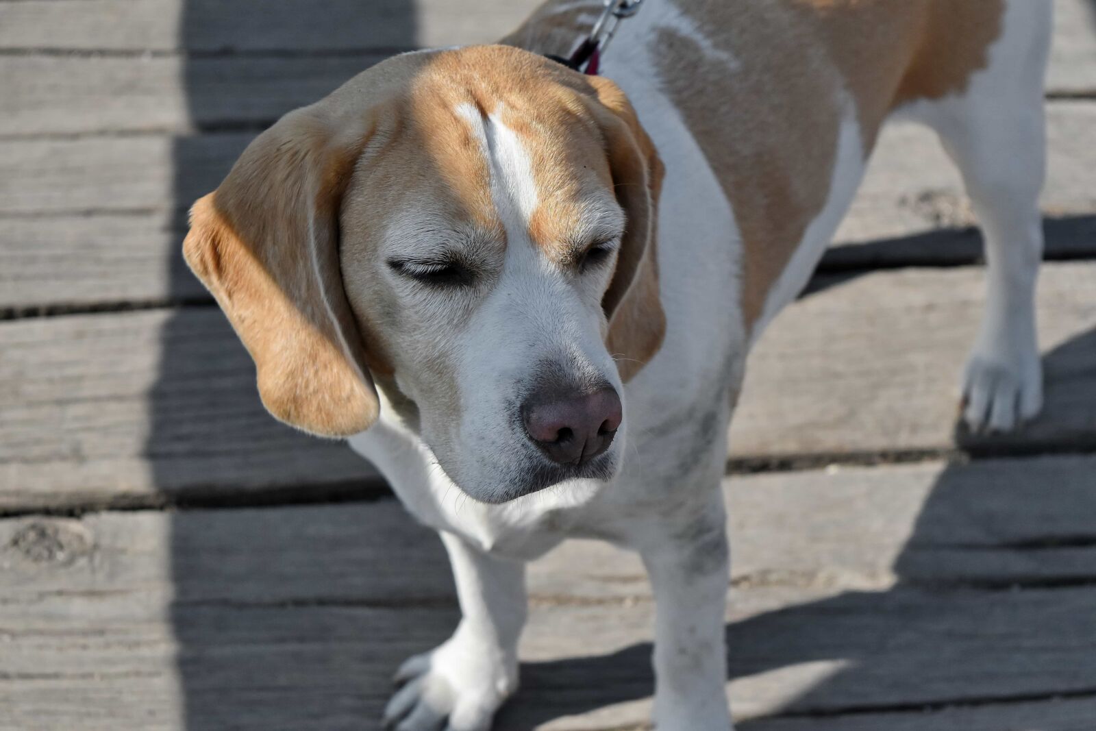 Nikon D5500 sample photo. Dog, hunting dog, cute photography