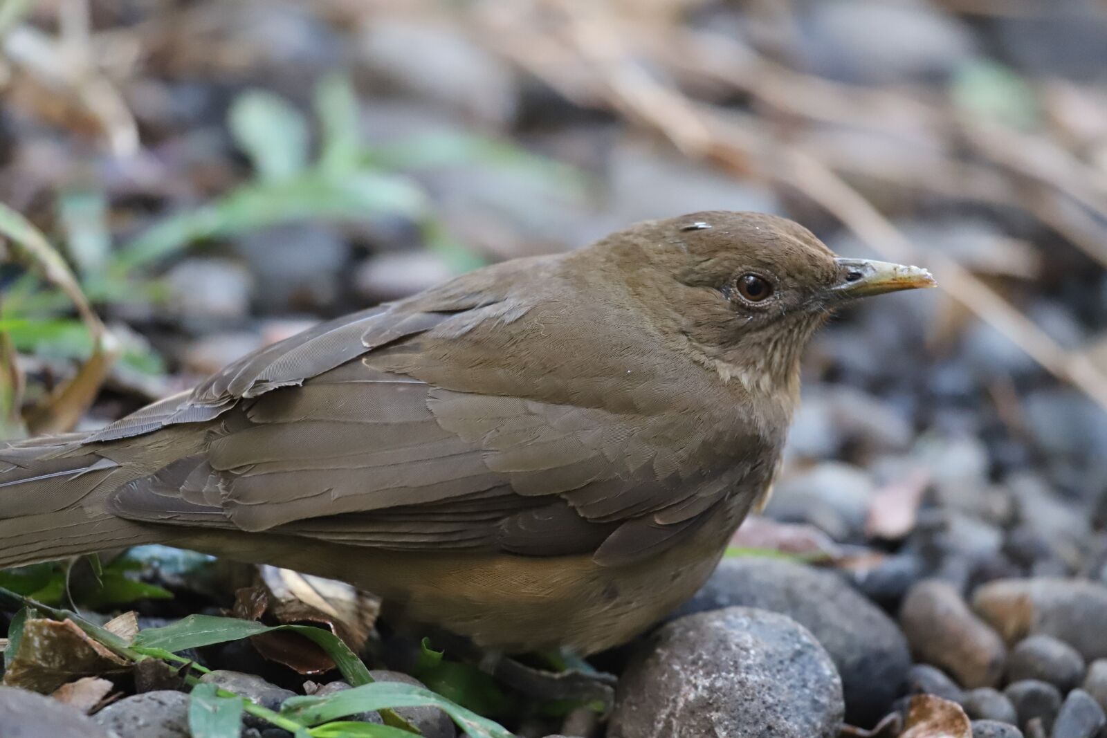 Canon EF 100-400mm F4.5-5.6L IS USM sample photo. Bird, ave, nature photography