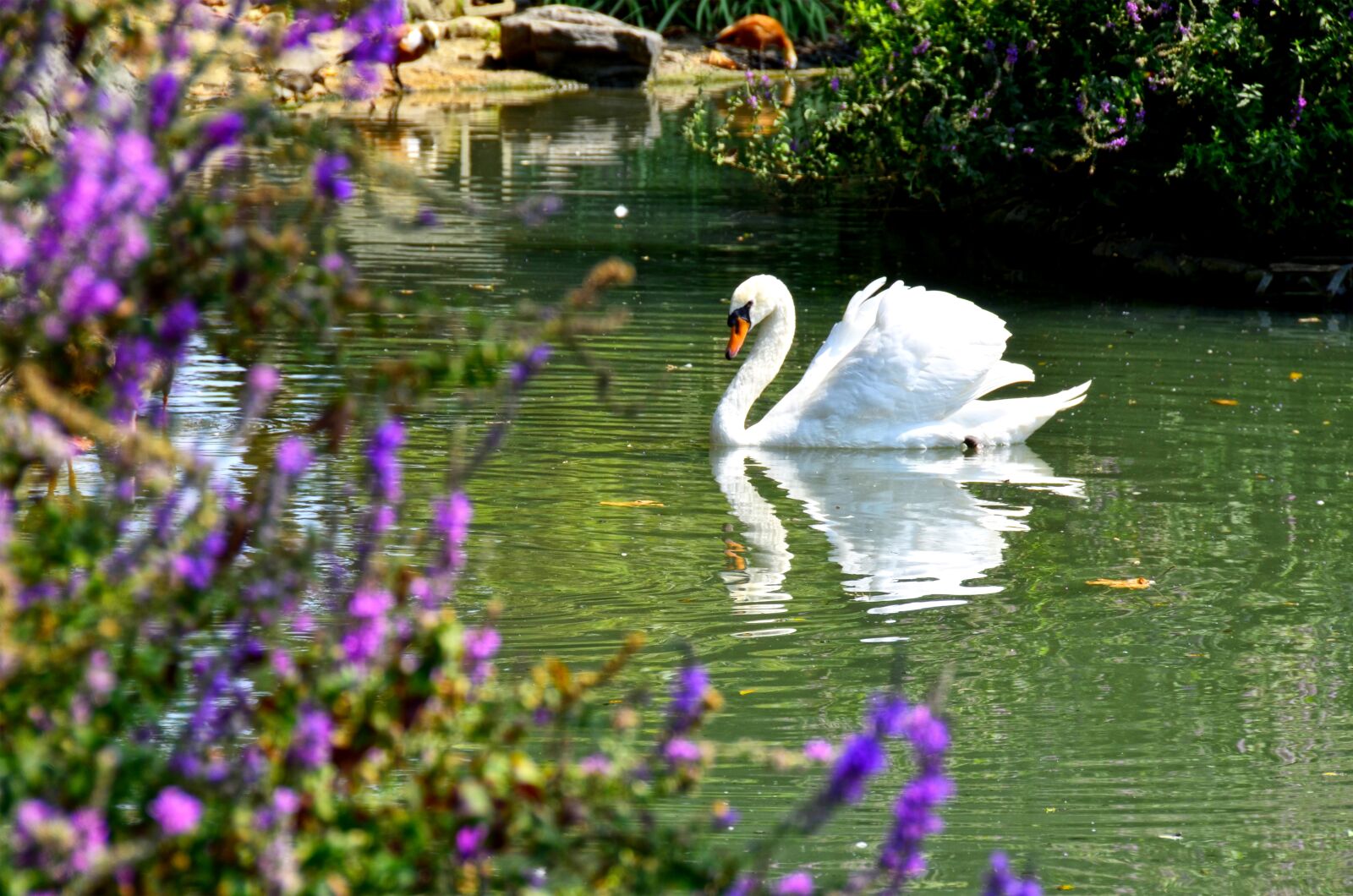 Nikon D5100 sample photo. Swan, bird, lake photography