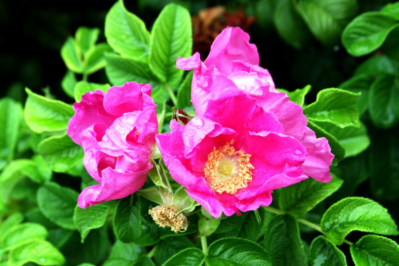 Canon EOS 1000D (EOS Digital Rebel XS / EOS Kiss F) sample photo. Roses, rosebush, flower photography