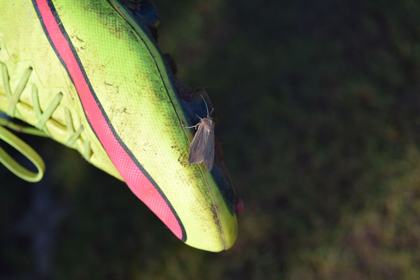 Nikon D5300 sample photo. Football, shoe, earth photography