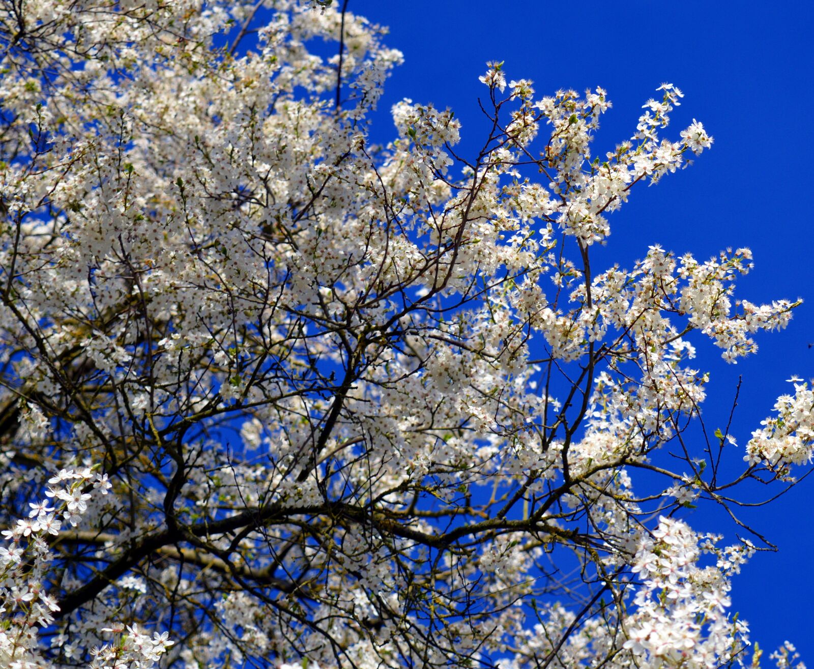 Nikon D3200 sample photo. Flowers, white flowers, white photography