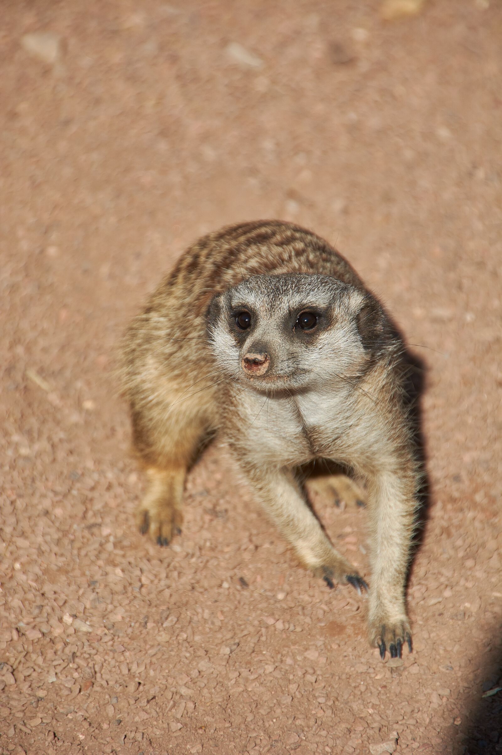 Nikon D5200 sample photo. Animal, zoo, wild animal photography