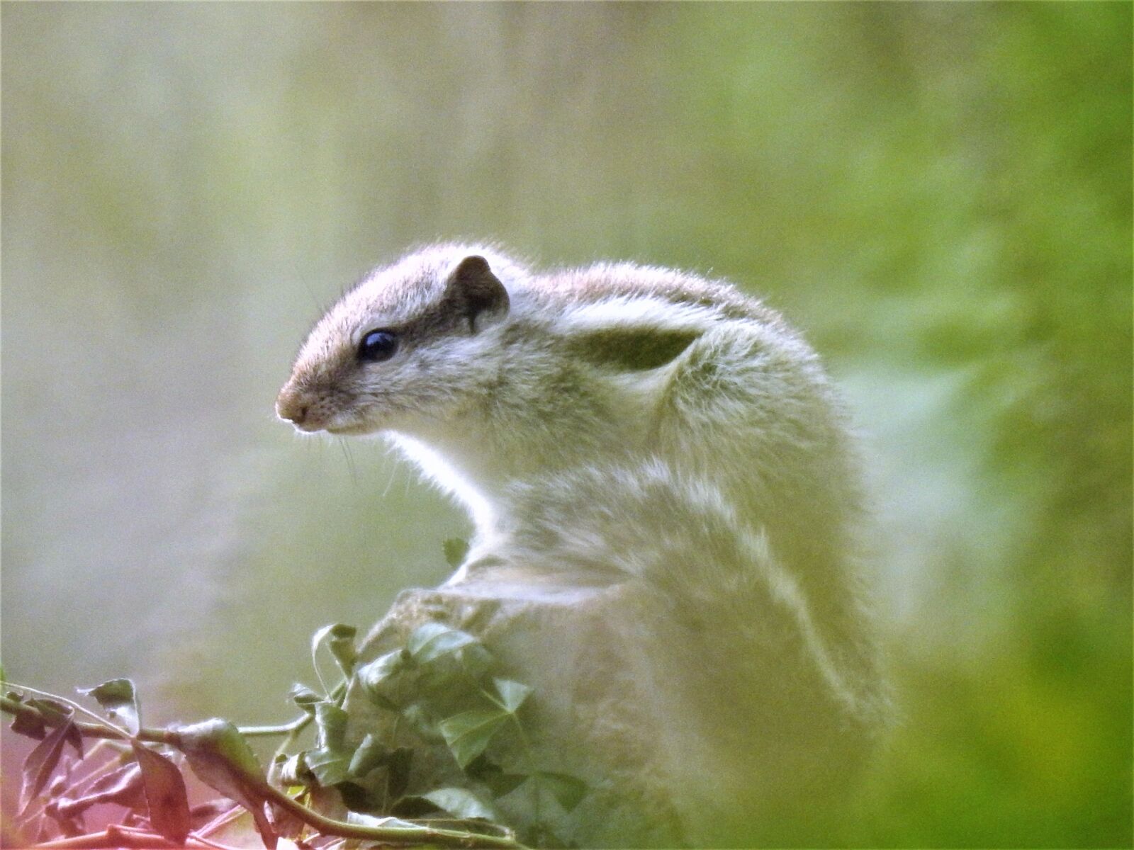 Nikon Coolpix P900 sample photo. Squirrel, animal, wild photography
