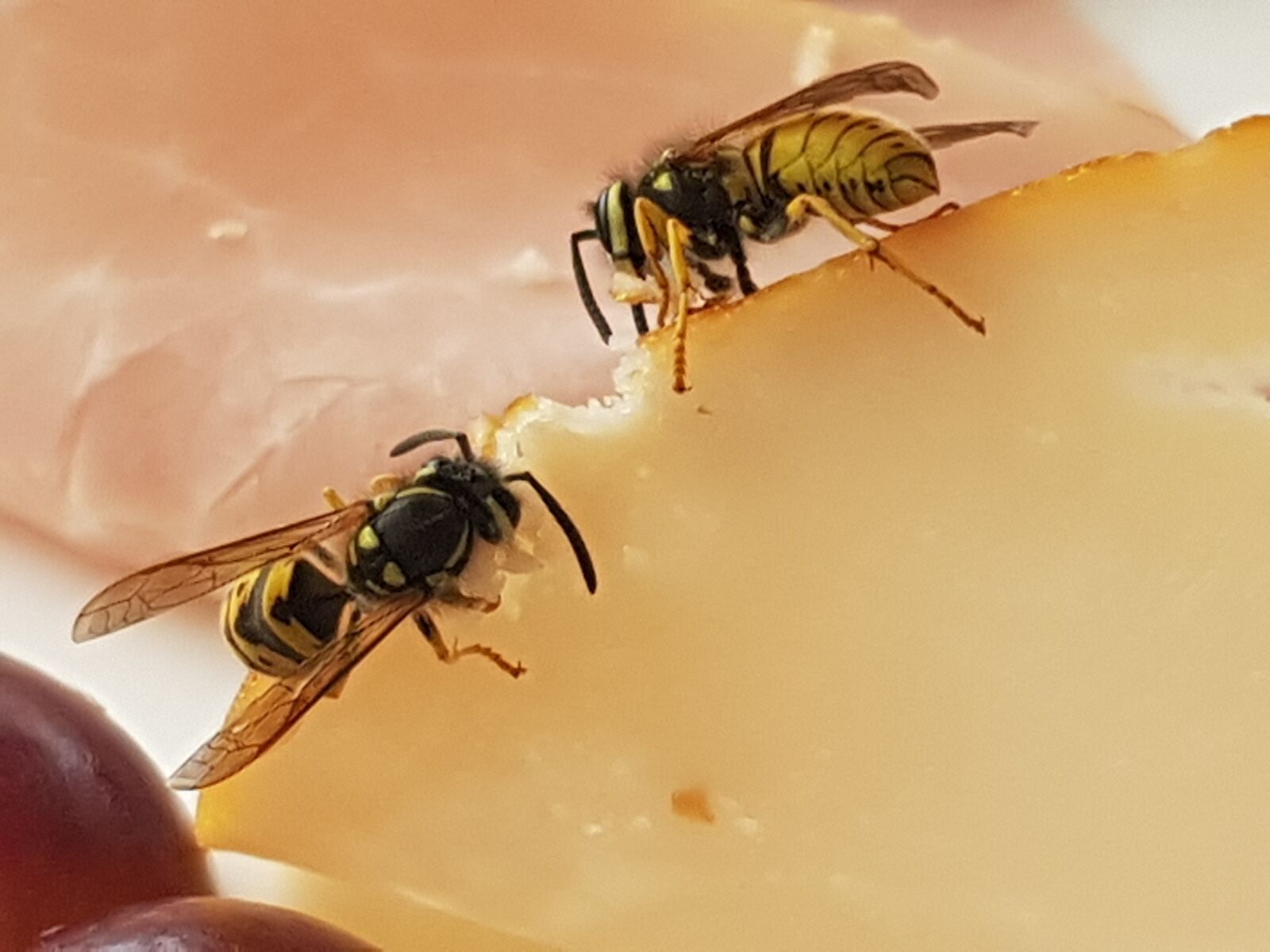 Samsung Galaxy S8+ sample photo. Wasp, cheese, ham photography
